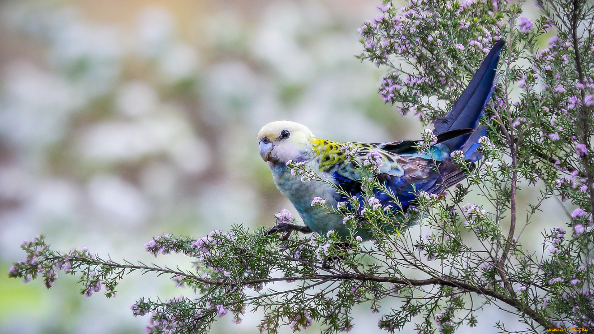 животные, попугаи, попугай
