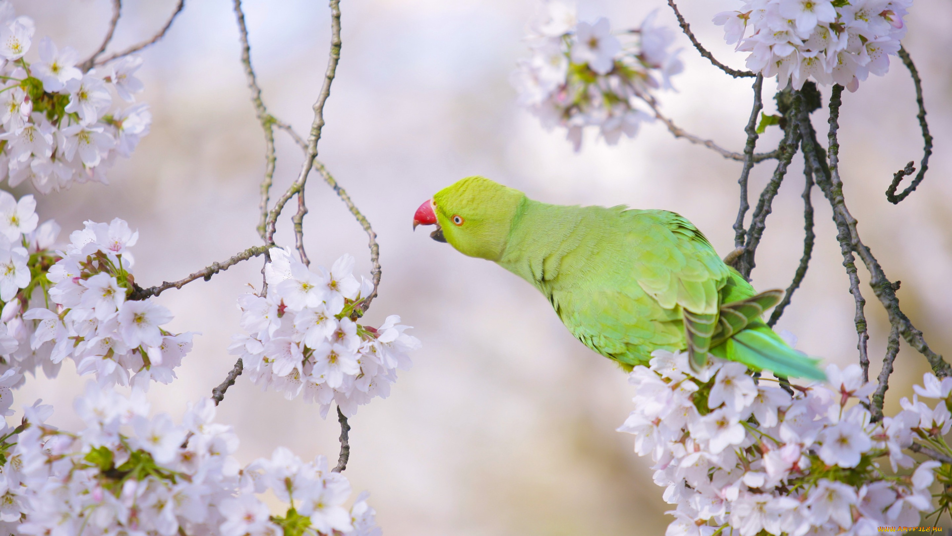 животные, попугаи, попугай, птица, вишня
