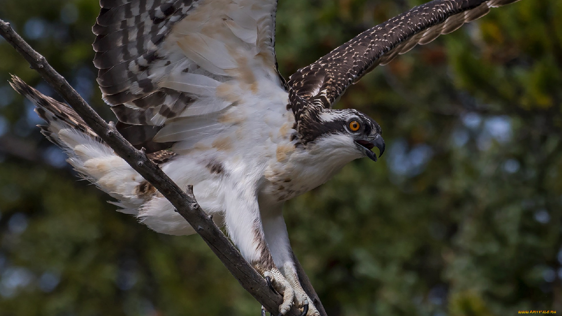 животные, птицы, -, хищники, хищник