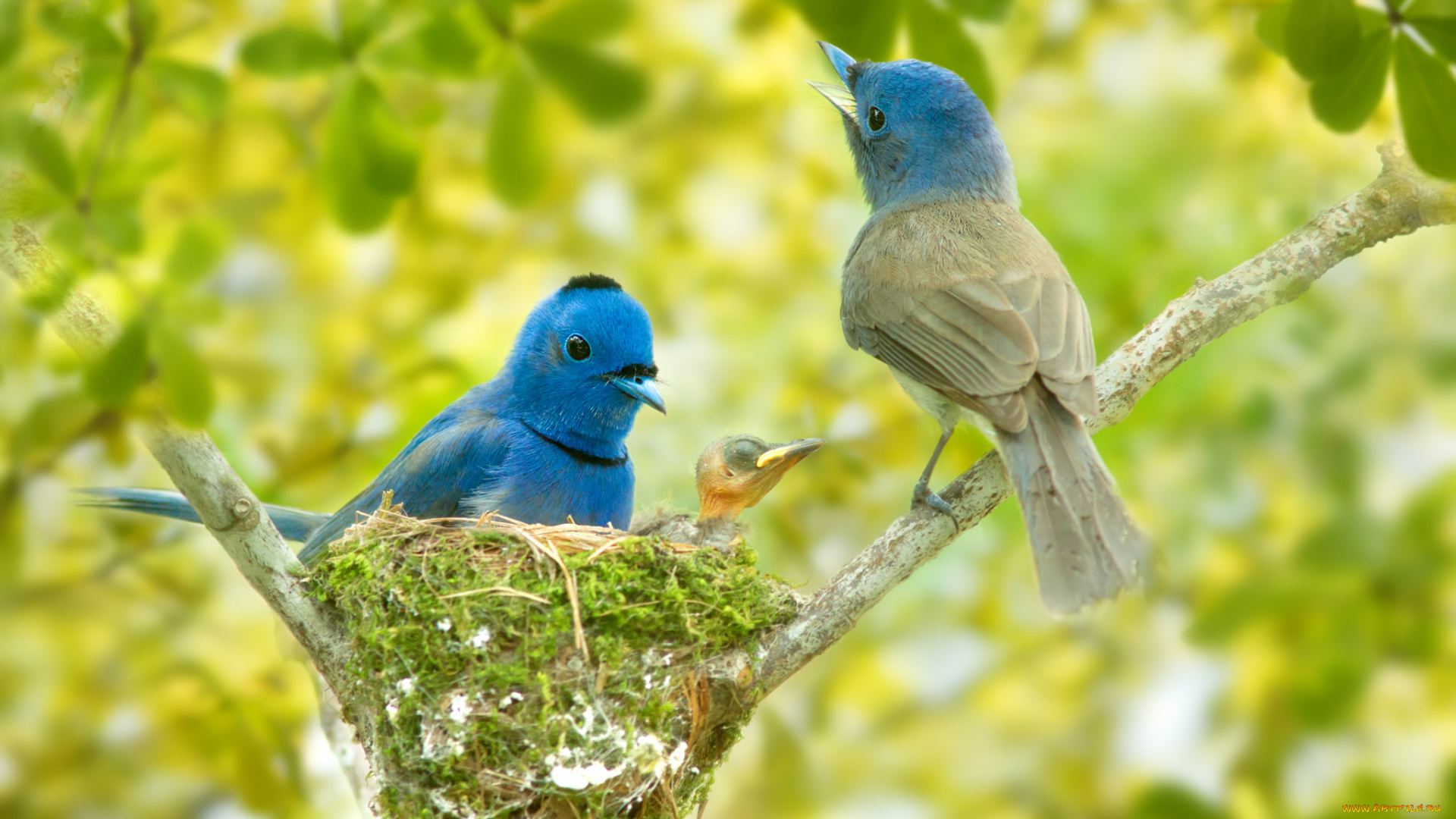 животные, птицы, боке, black-naped, monarch, гнездо, ветки, синий, монарх, птенец