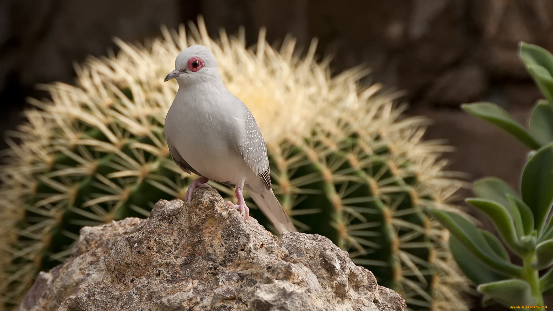 животные, птицы, кактус, камень, птица