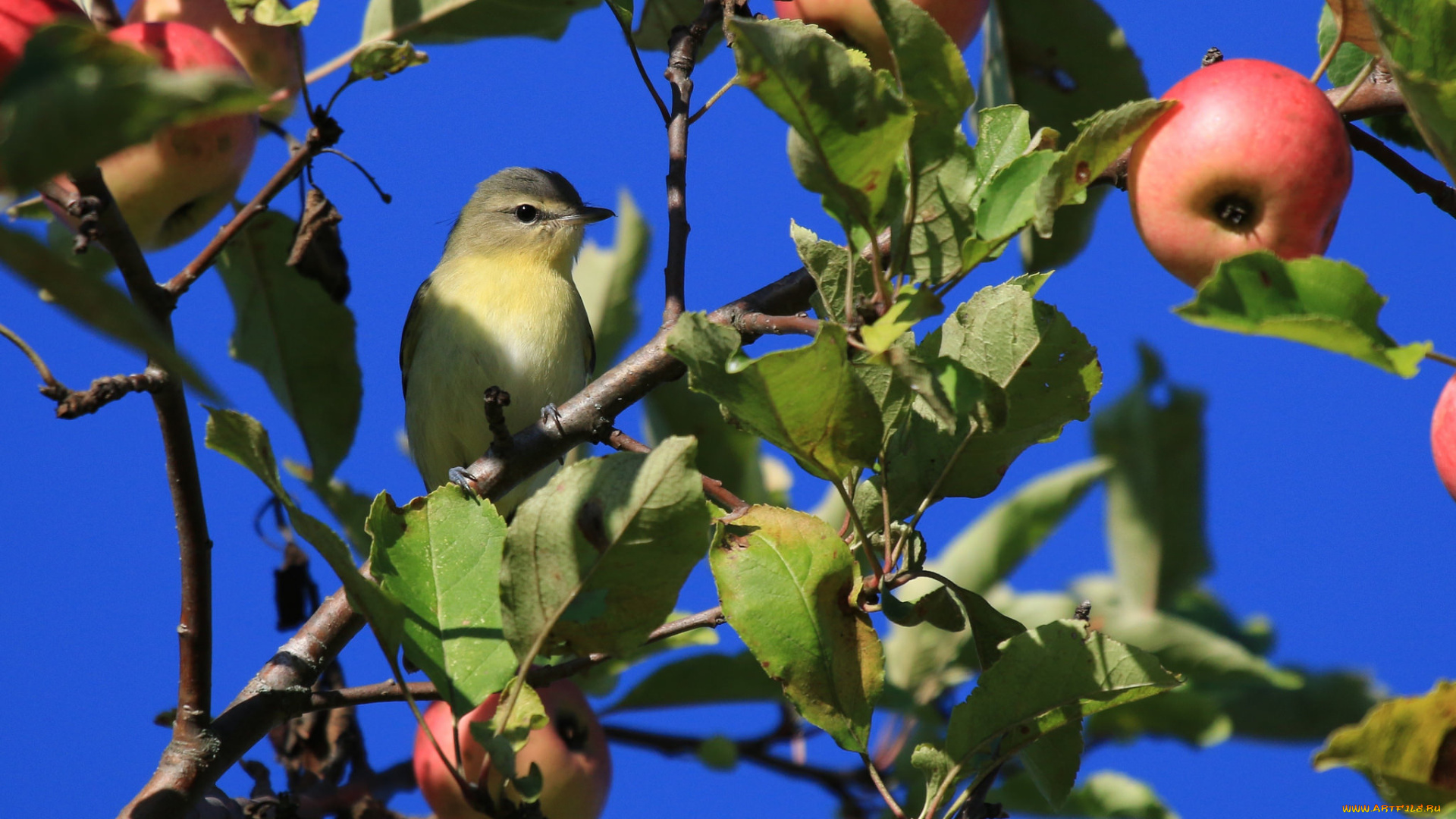 животные, птицы, птица, яблоня