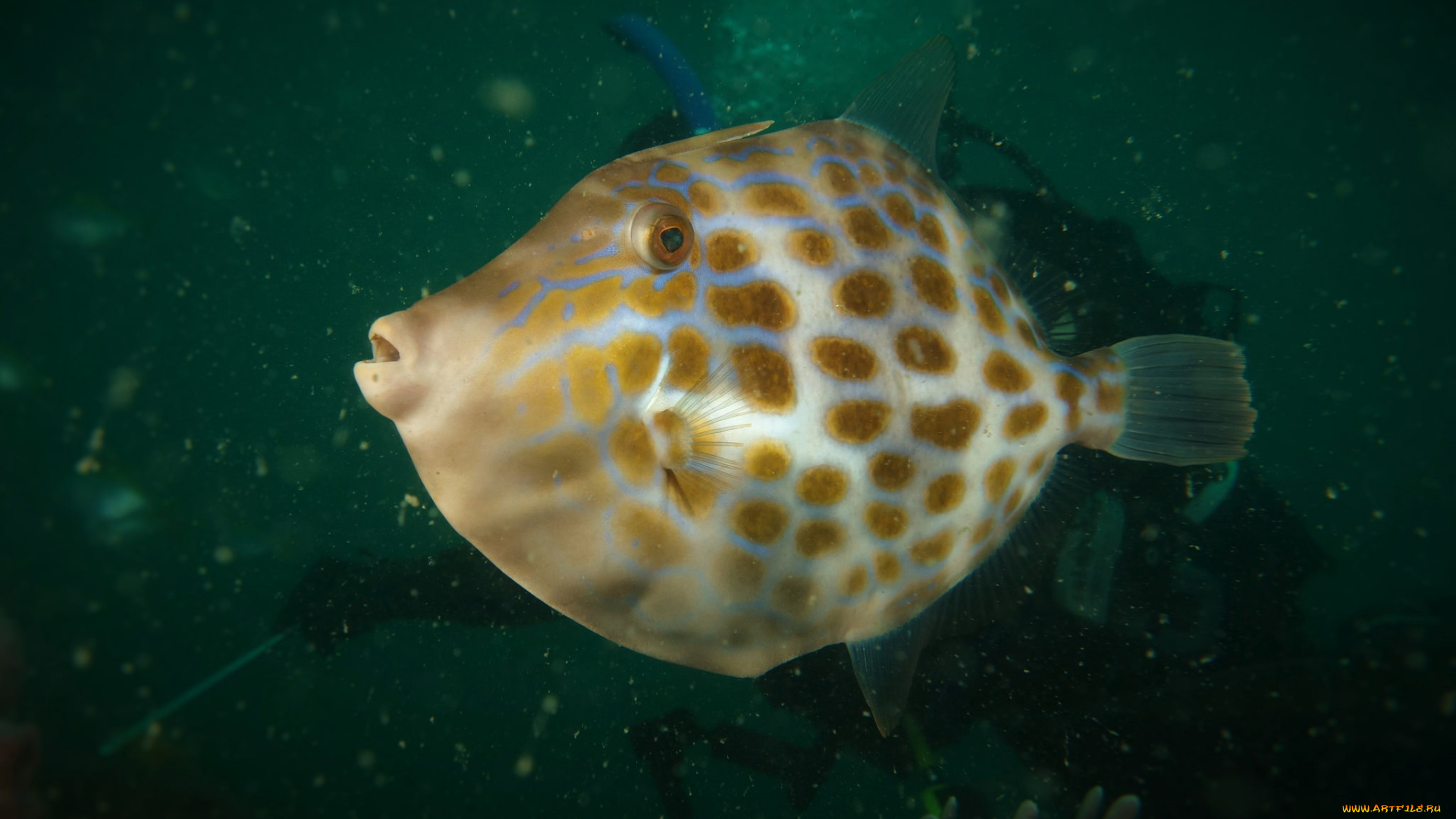 животные, рыбы, рыба