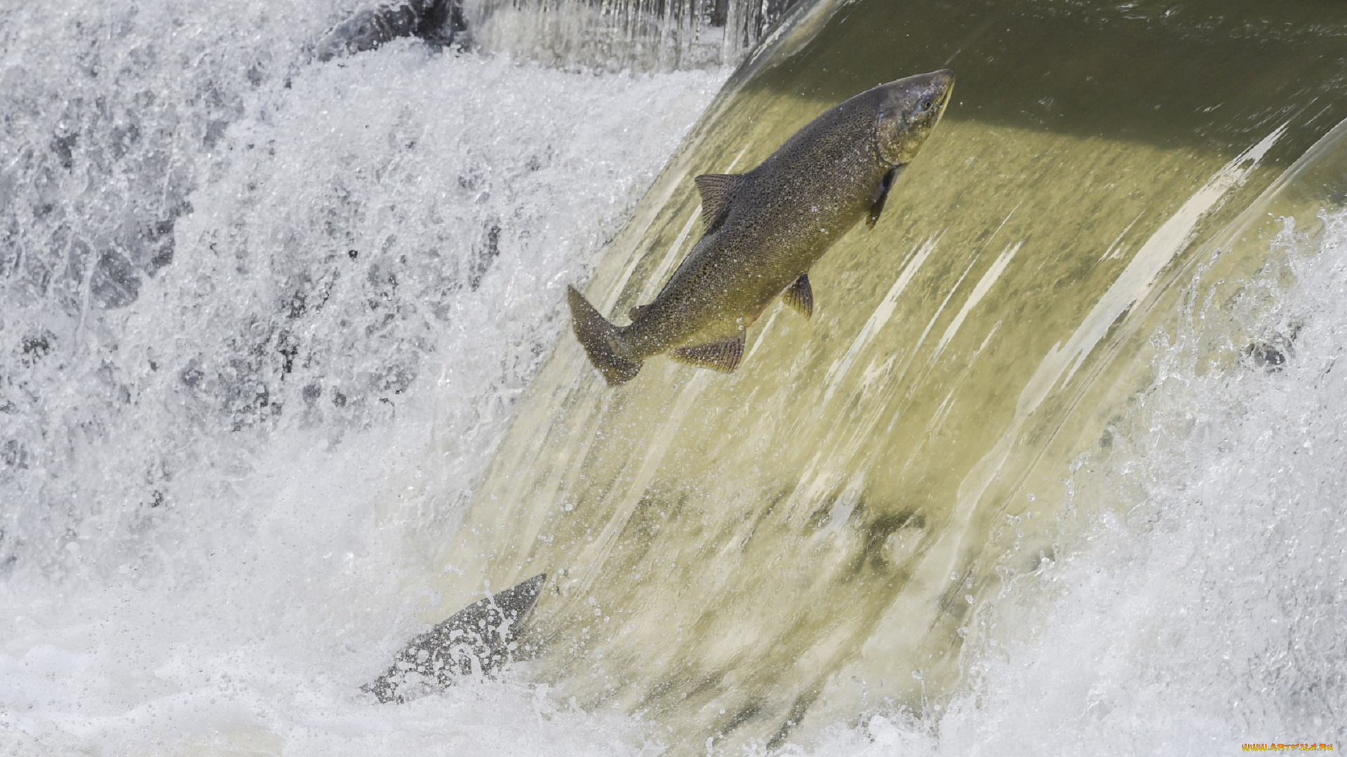 животные, рыбы, рыба