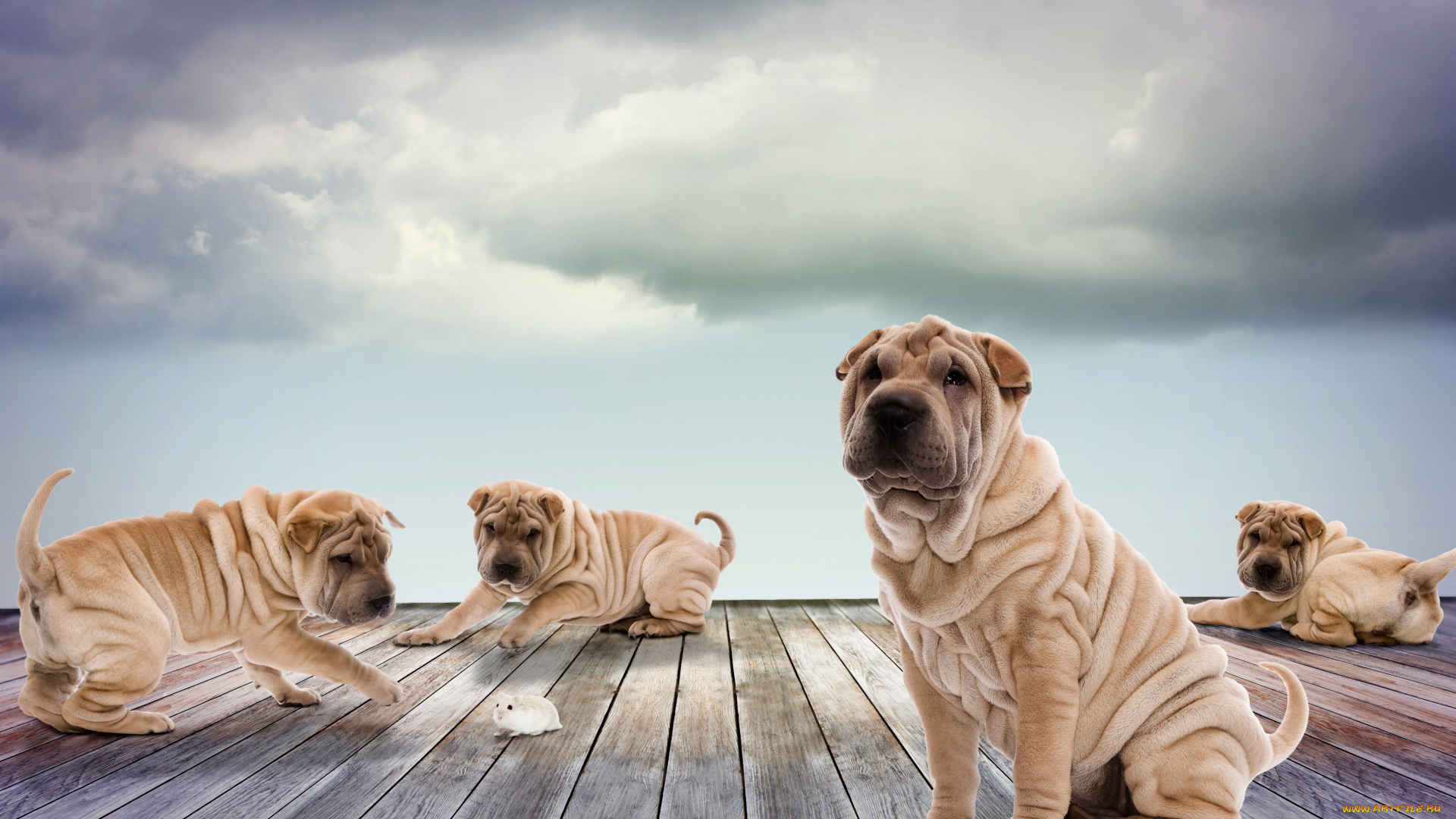 животные, собаки, хомяк, щенки, играют, доски, фотошоп, шарпей, небо, облака