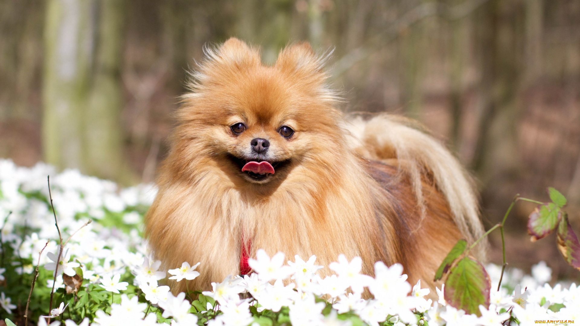 животные, собаки, пёсик, цветы, собака, померанский, шпиц, ветреница, дубравная