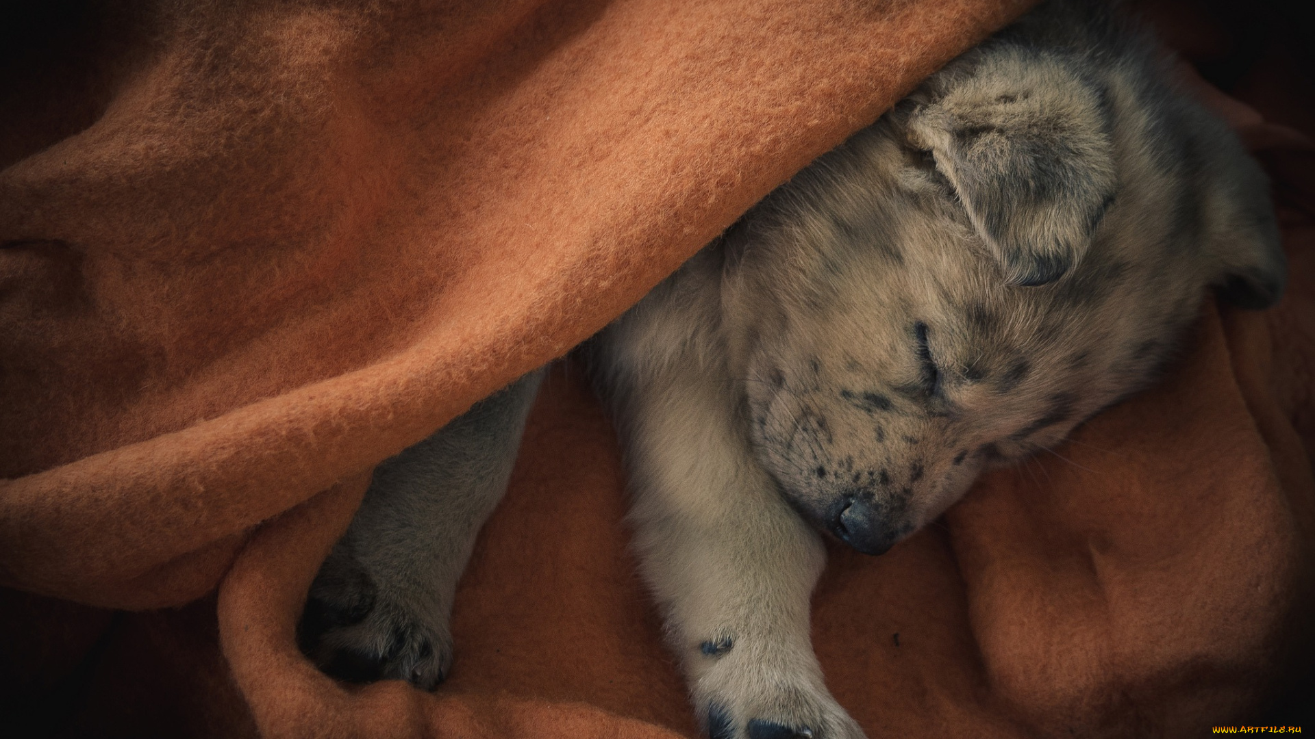 животные, собаки, щенок