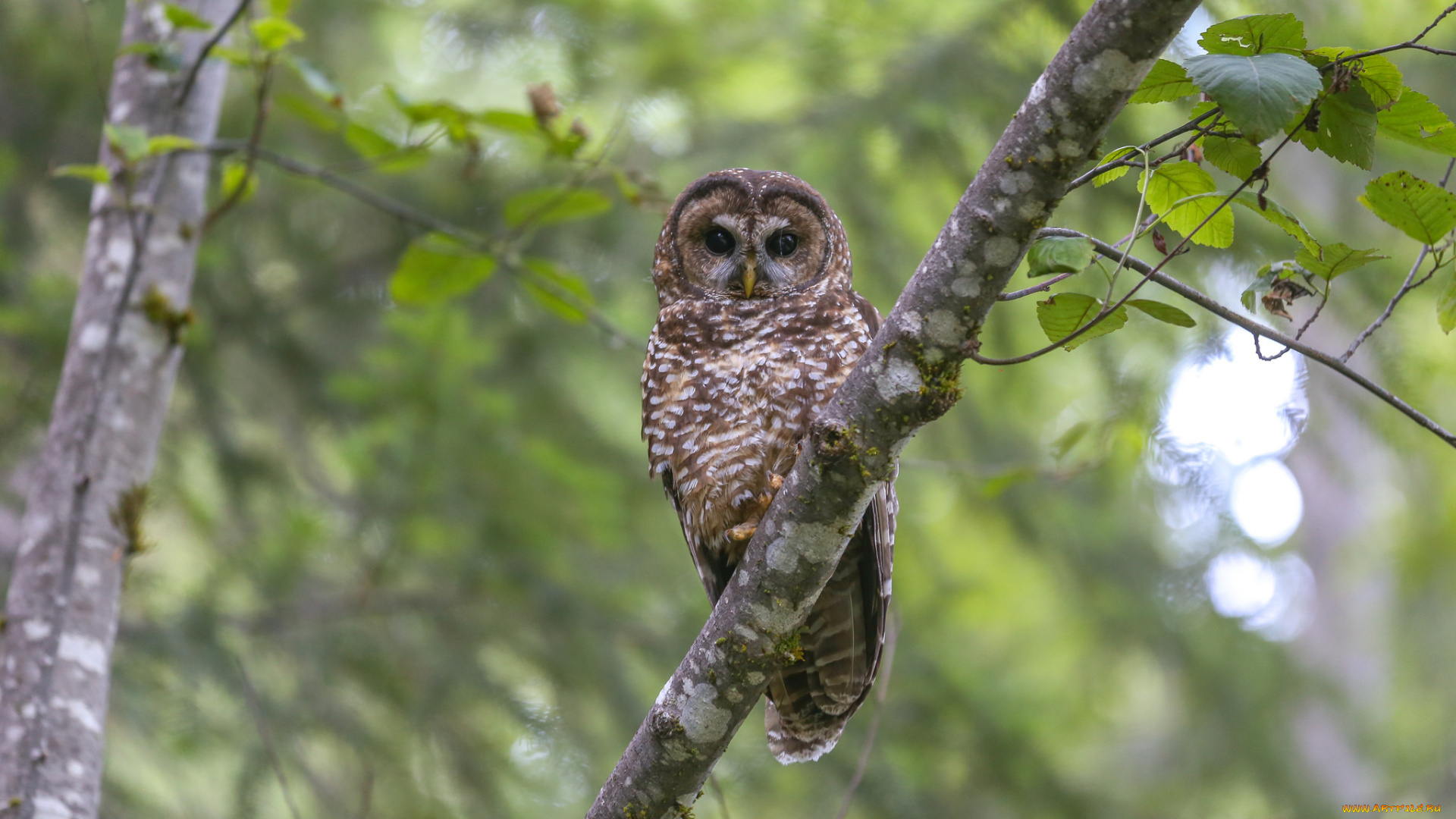 животные, совы, сова