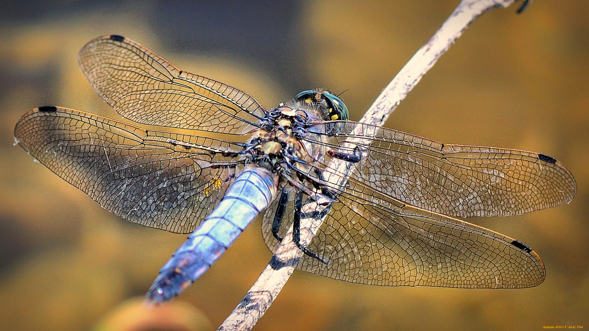 животные, стрекозы, сучок, насекомое, стрекоза