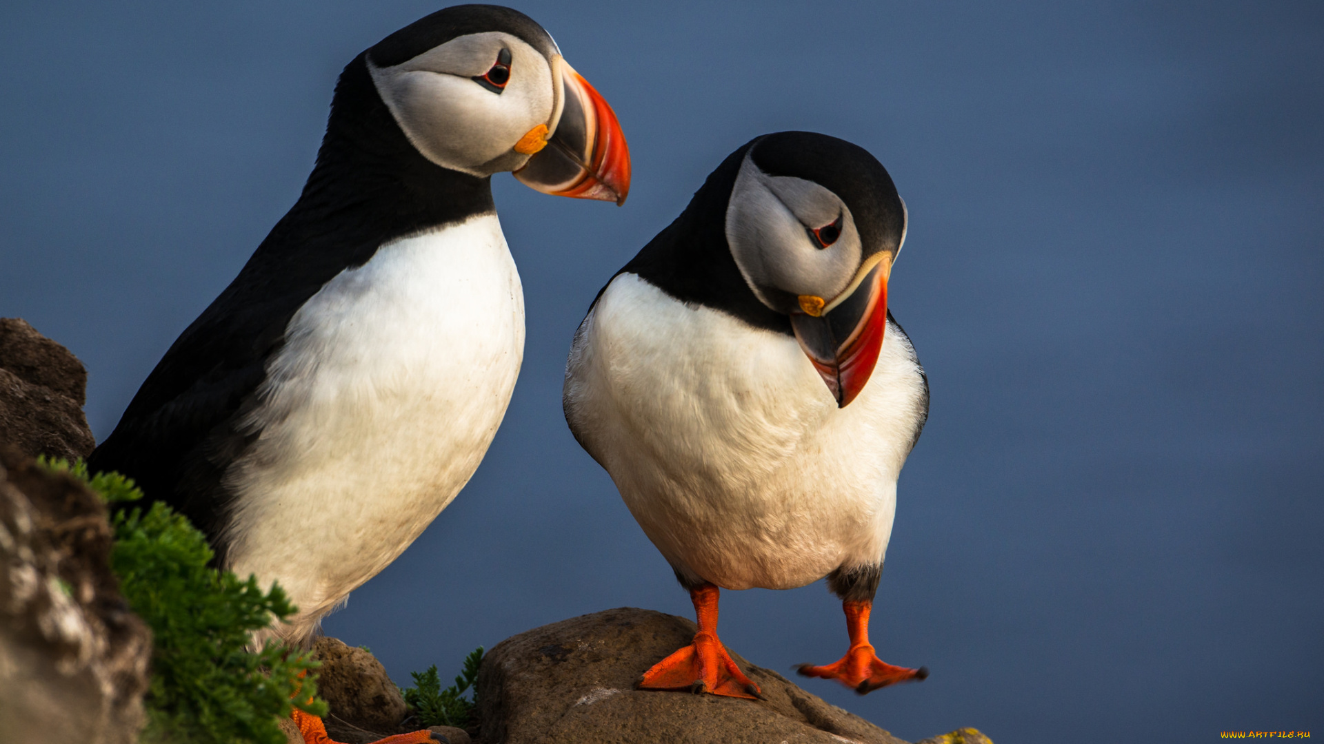 животные, тупики