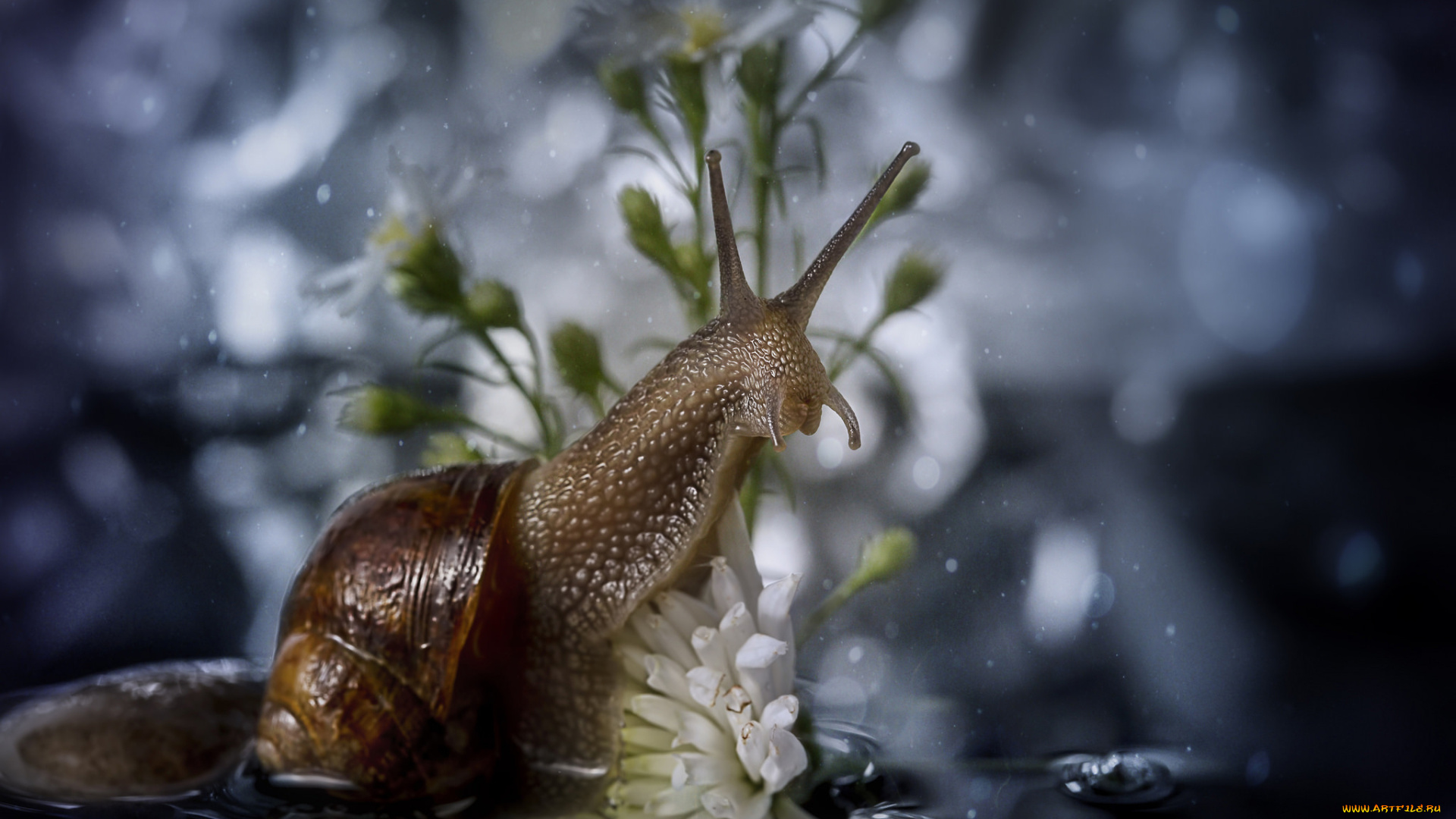 животные, улитки, улитка, боке, цветы, макро