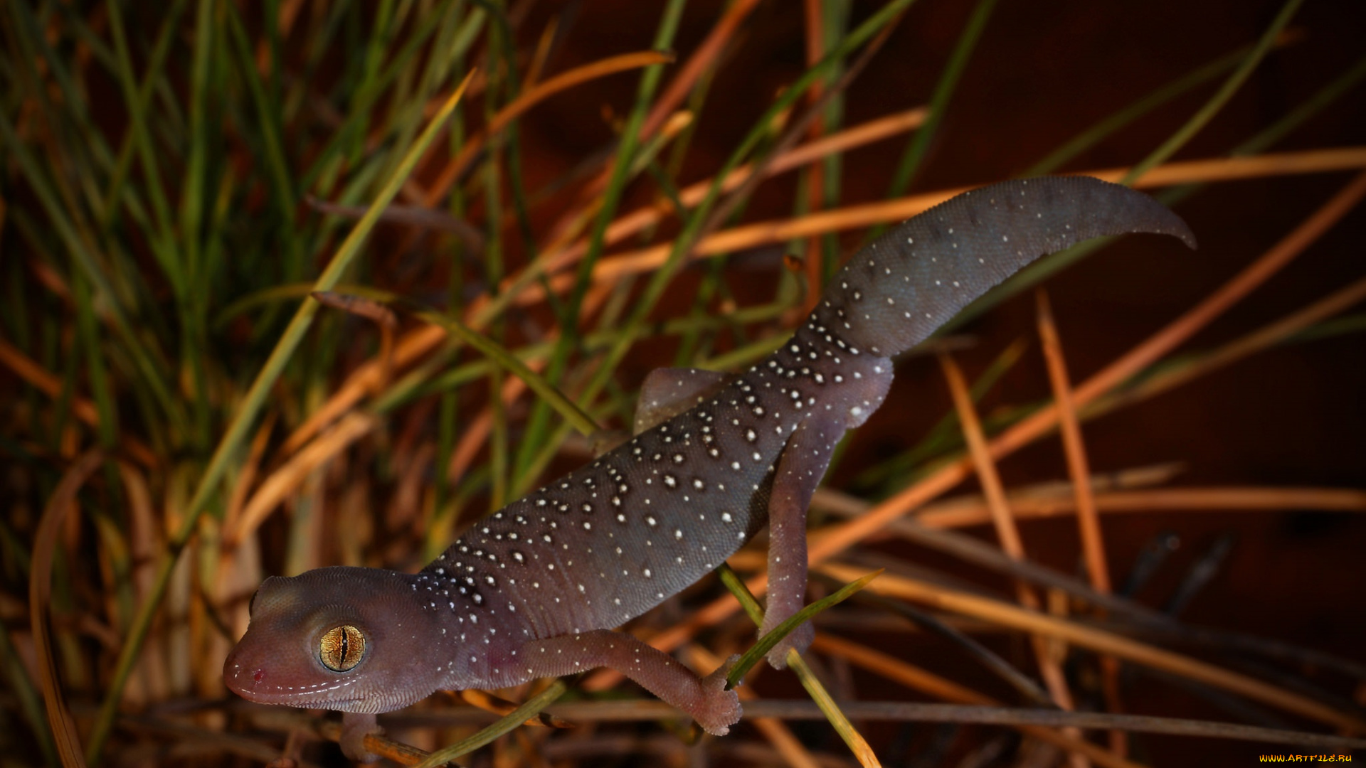 животные, Ящерицы, , игуаны, , вараны, хладнокровное