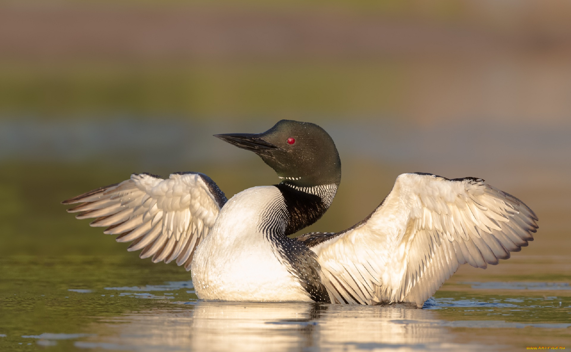 животные, Чомги, , поганки, птица