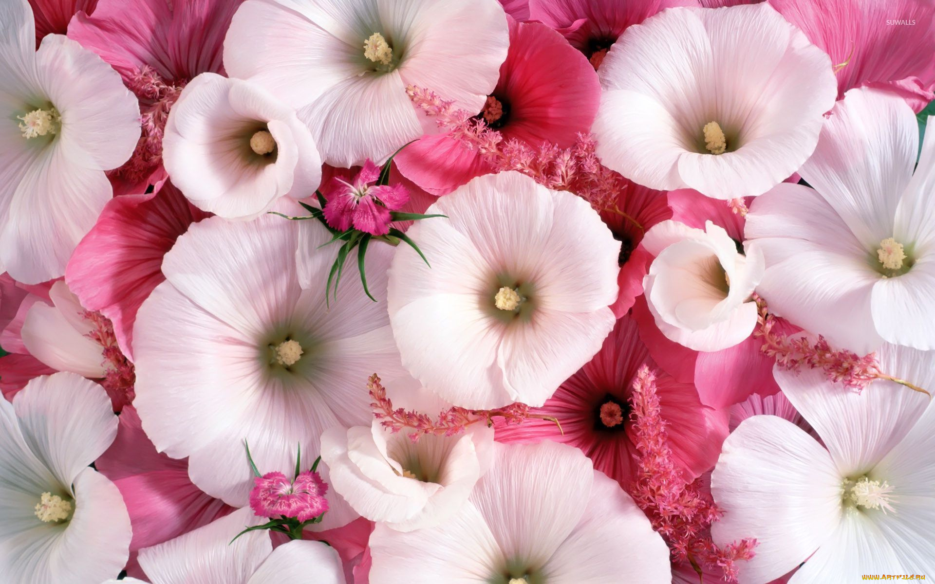 цветы, лаватера, бутоны