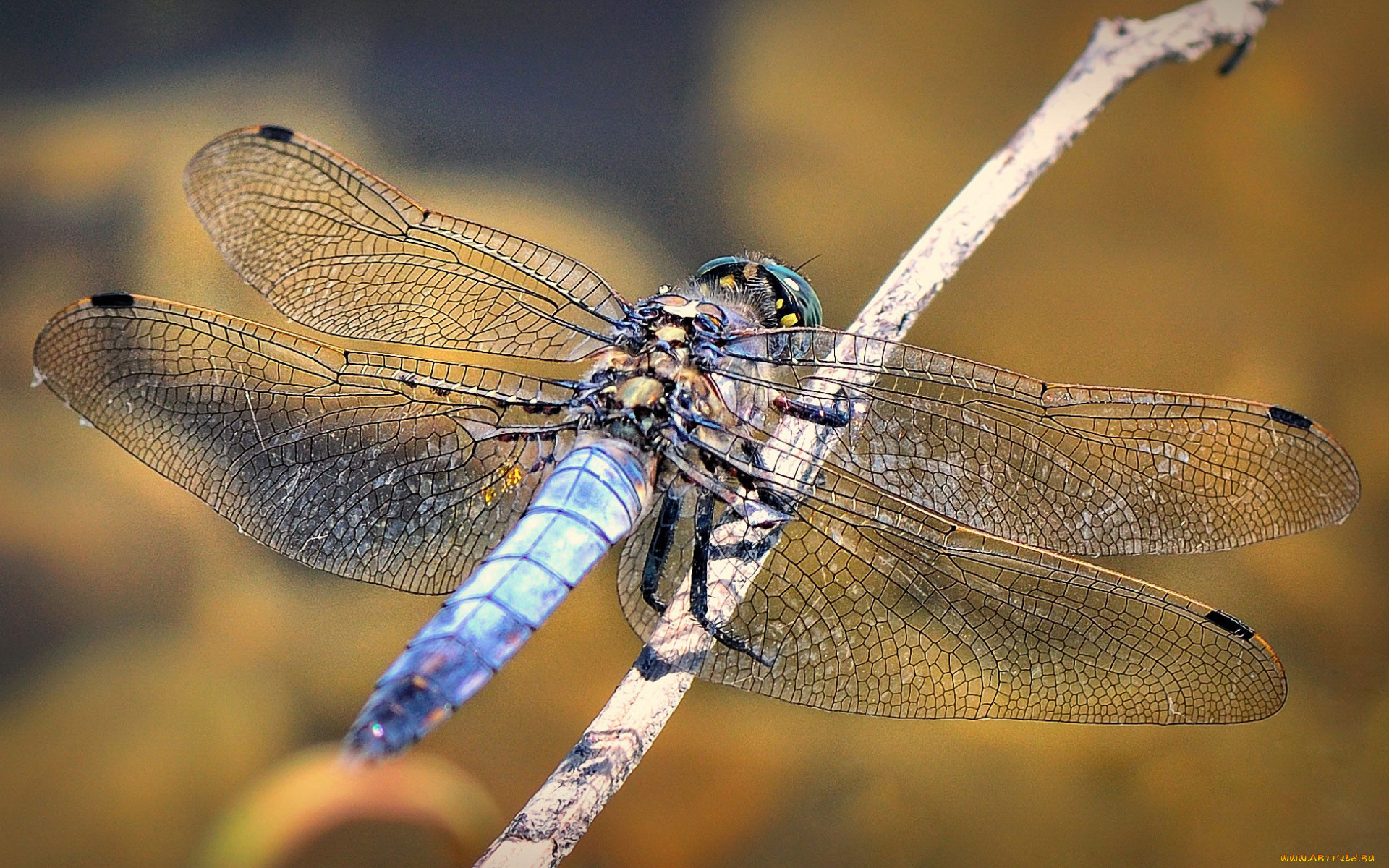 животные, стрекозы, сучок, насекомое, стрекоза
