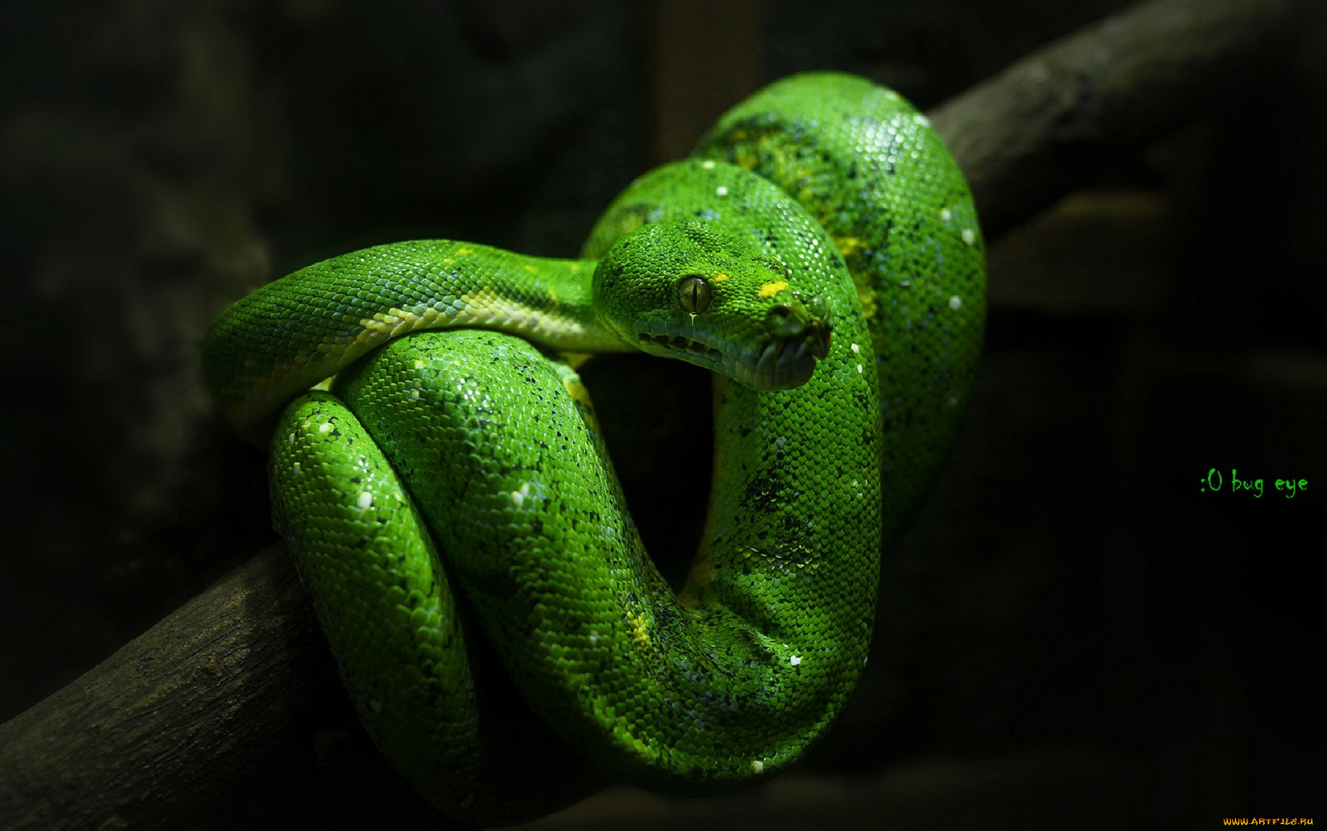 животные, змеи, , питоны, , кобры, питон