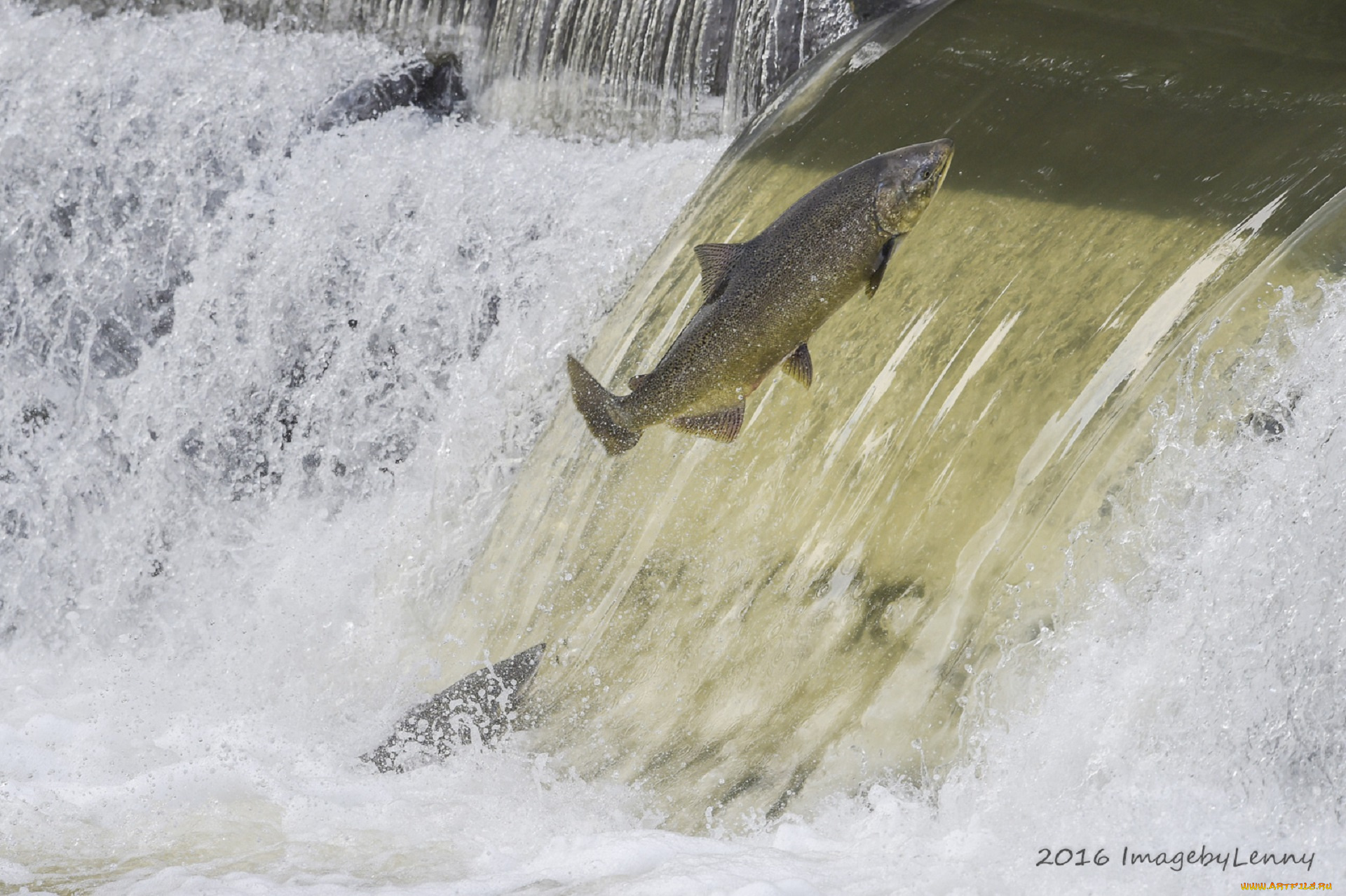 животные, рыбы, рыба