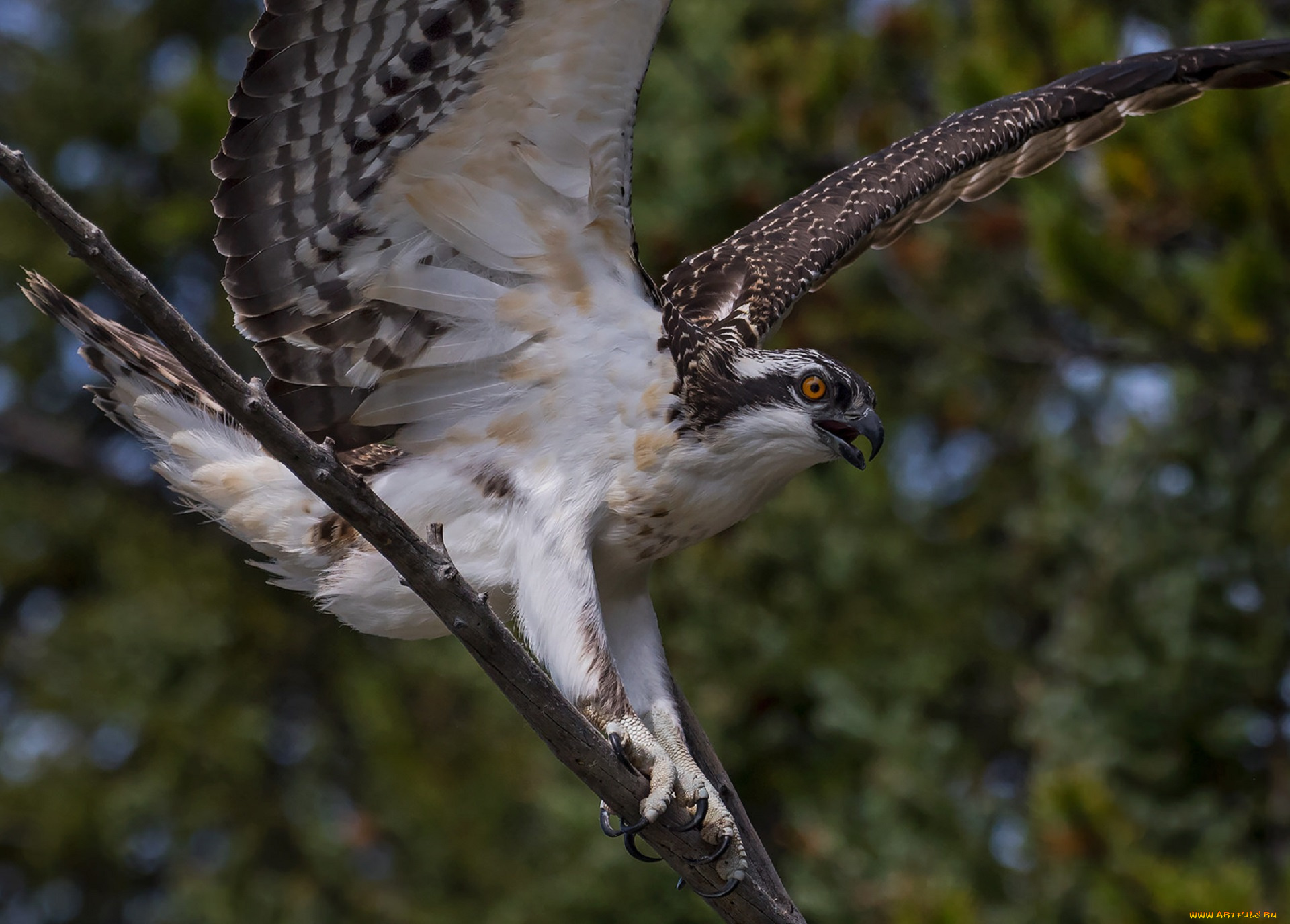 животные, птицы, -, хищники, хищник