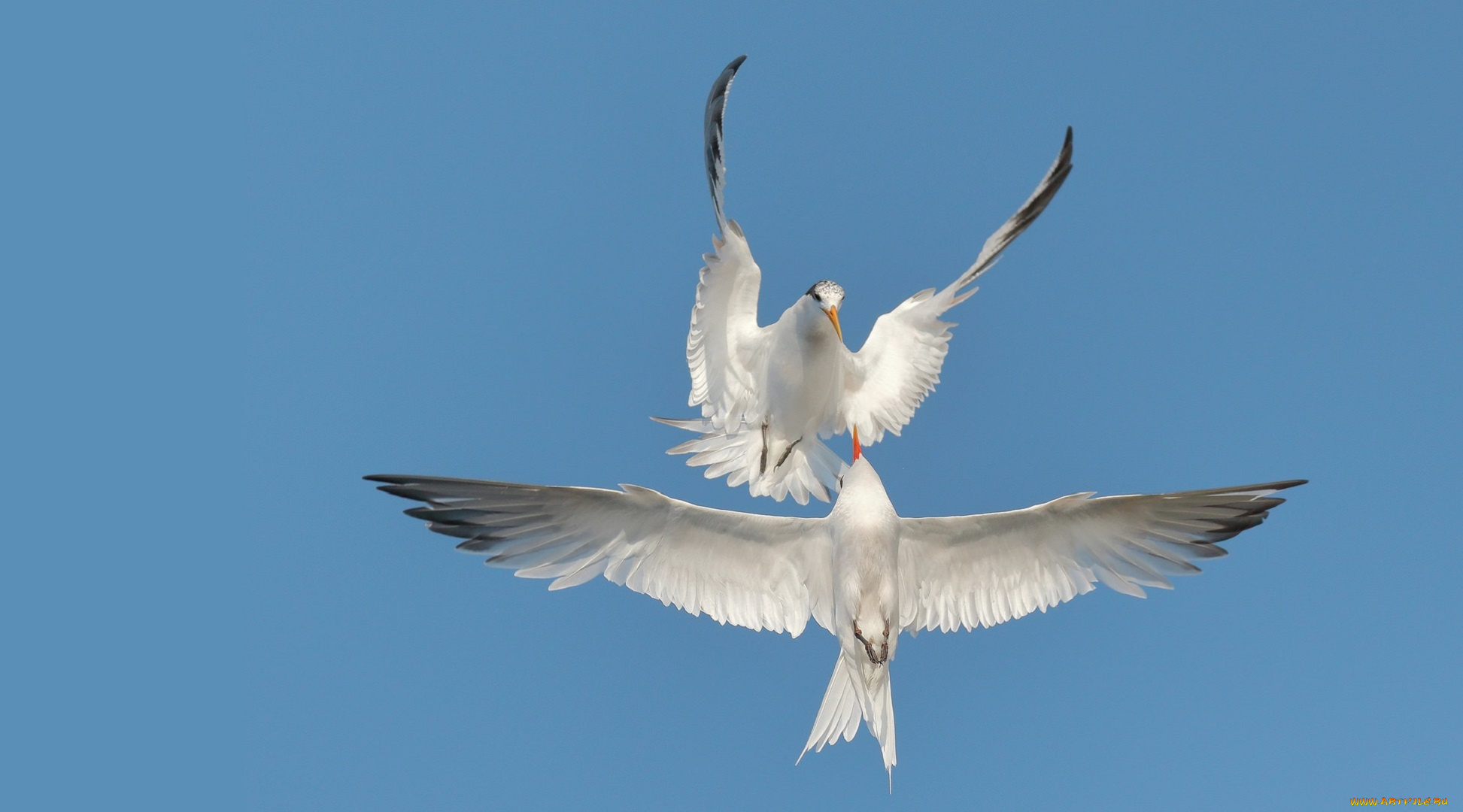 животные, Чайки, , бакланы, , крачки, чайки