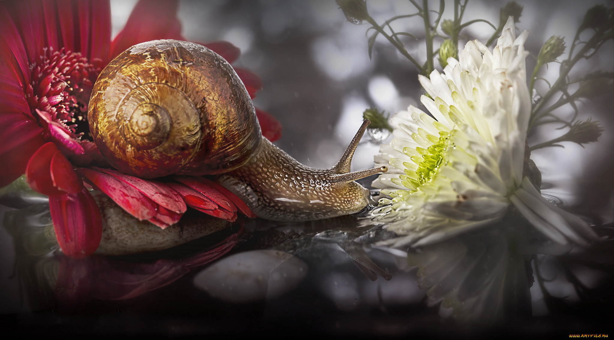 животные, улитки, улитка, макро, цветы