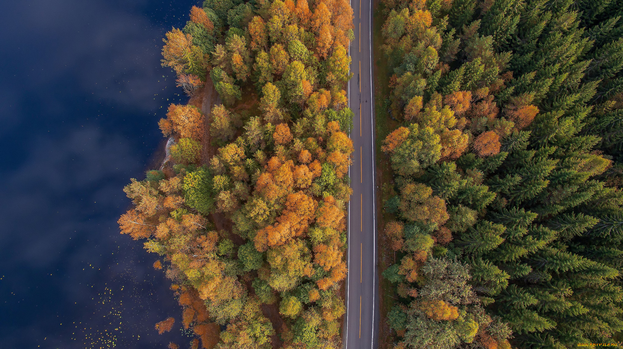 природа, дороги, лес, дорога