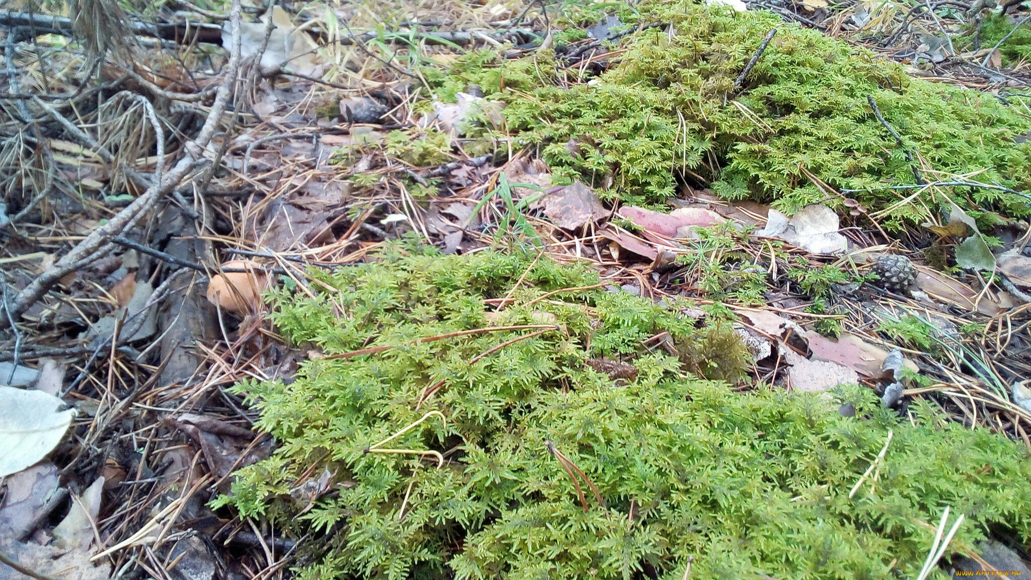 растения, в, лесу, природа, лес, растения, леса