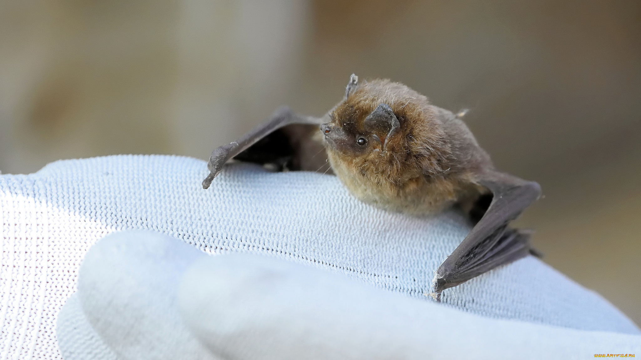 животные, летучие, мыши, летучая, мышь