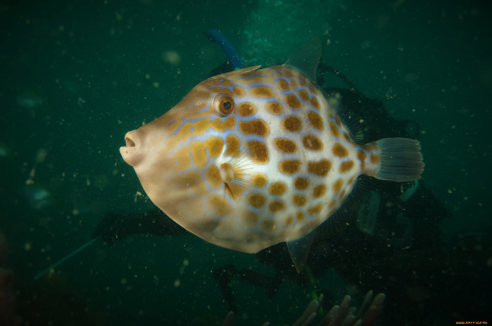 животные, рыбы, рыба