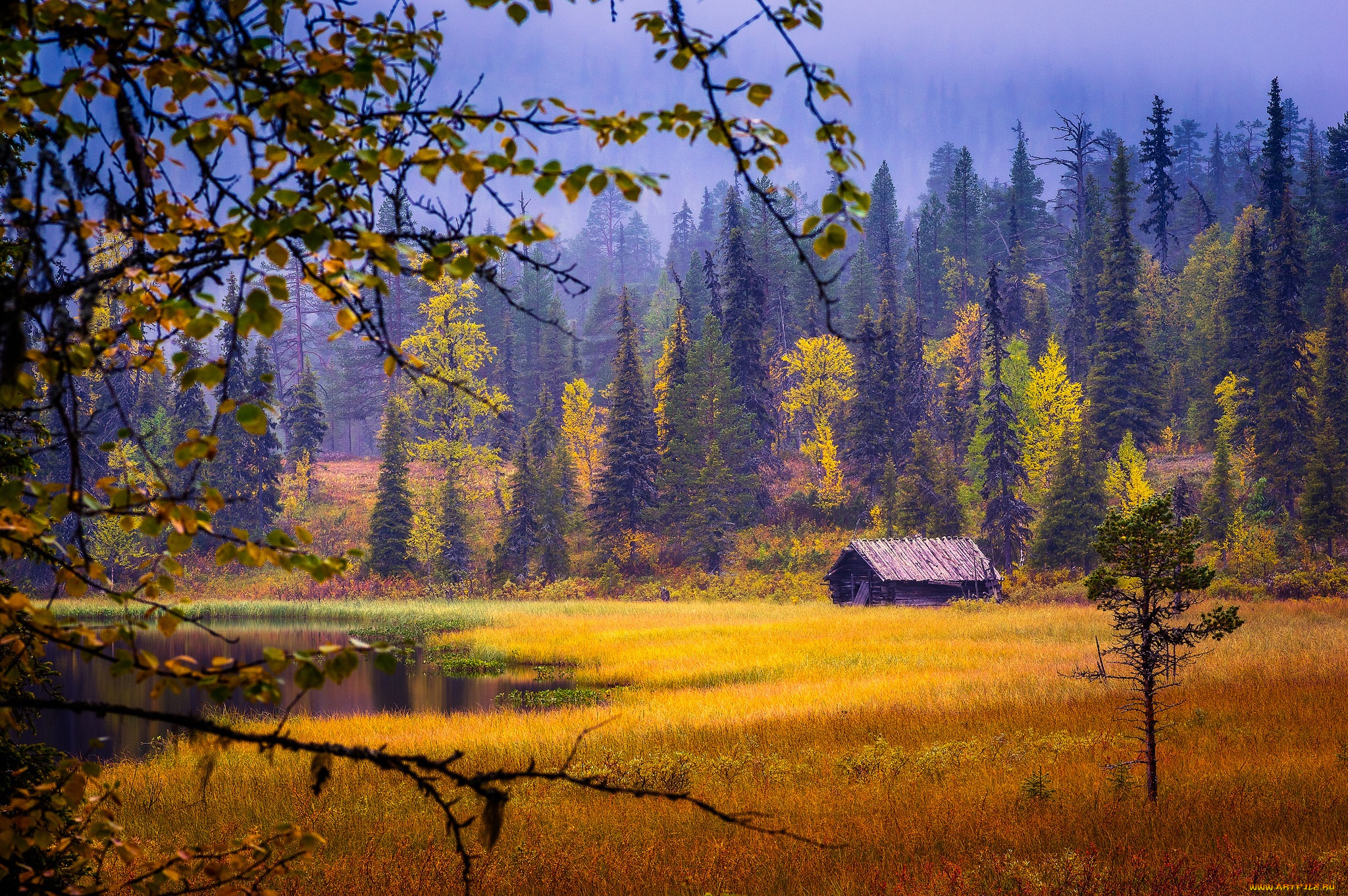 природа, лес, пейзаж