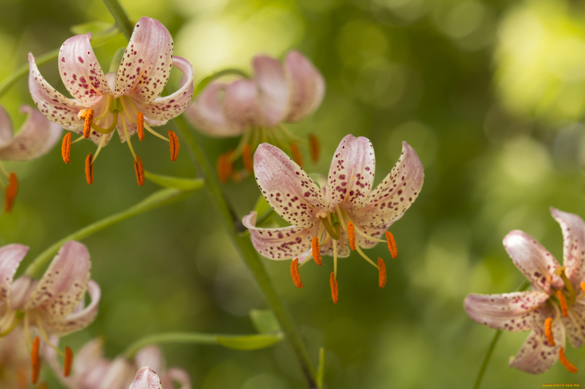 цветы, лилии, , лилейники, тычинки, фон, лепестки