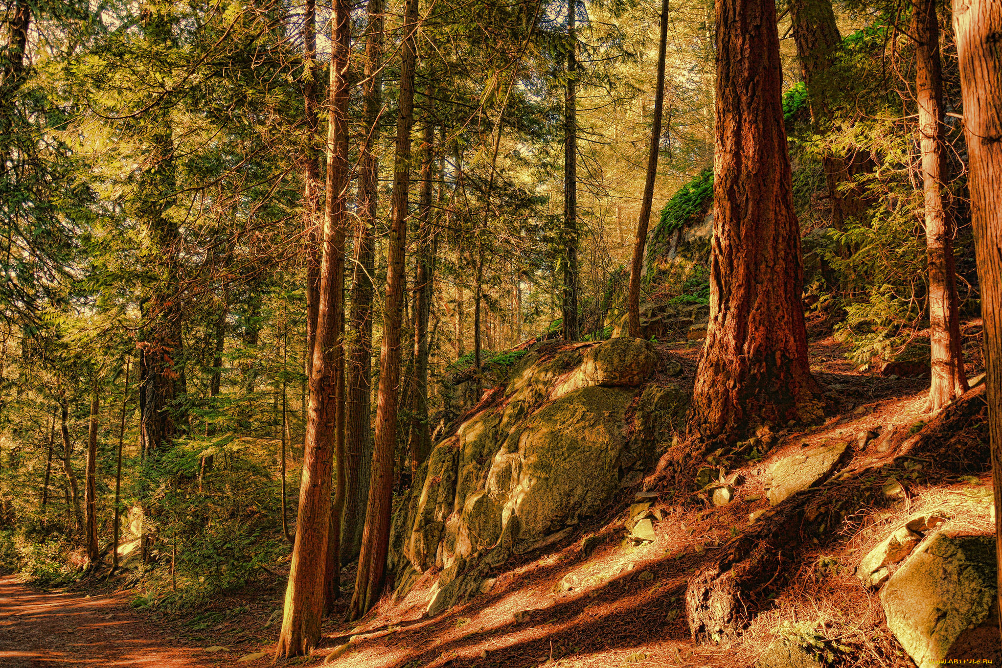 природа, лес, деревья