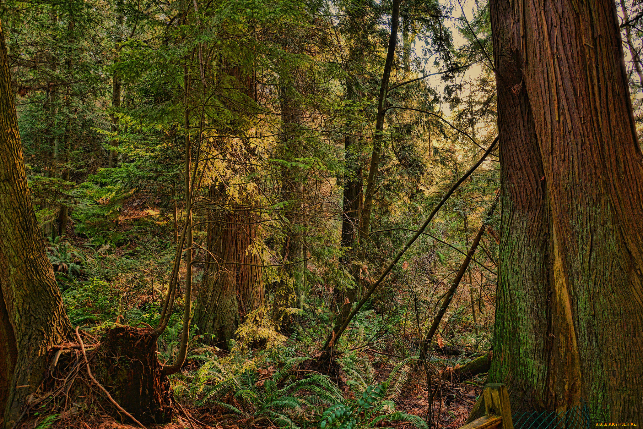 природа, лес, деревья