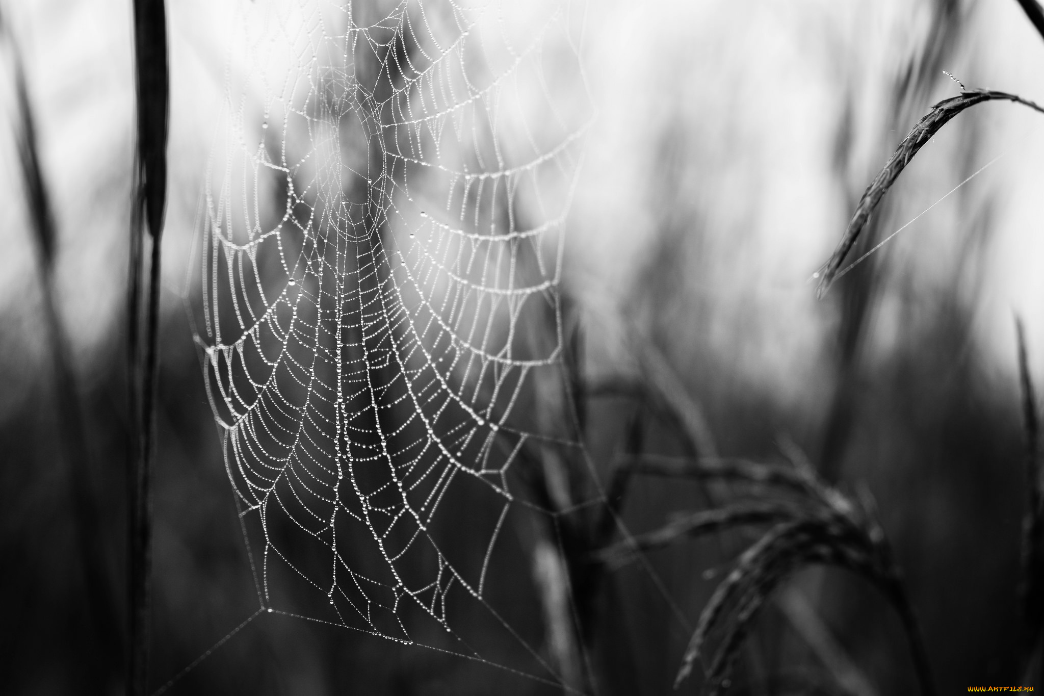 природа, макро, утро, паутина, роса