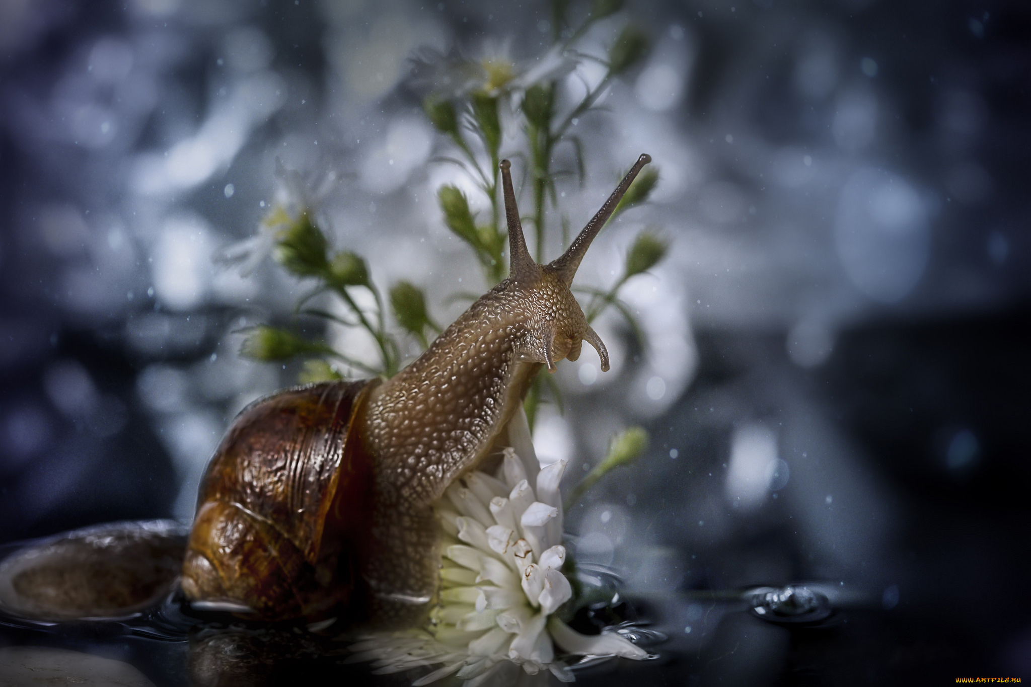 животные, улитки, улитка, боке, цветы, макро