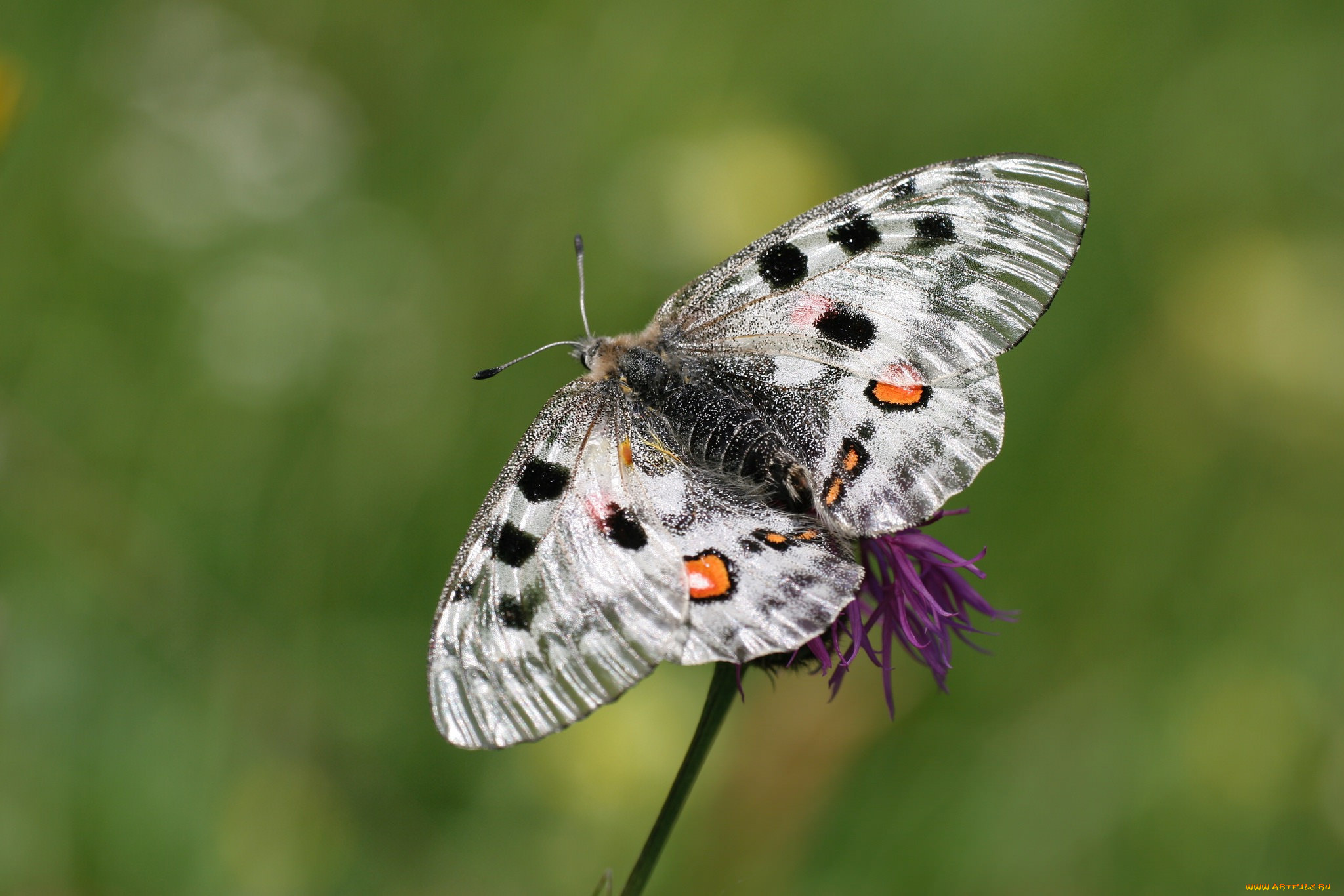 животные, бабочки, , мотыльки, , моли, бабочка