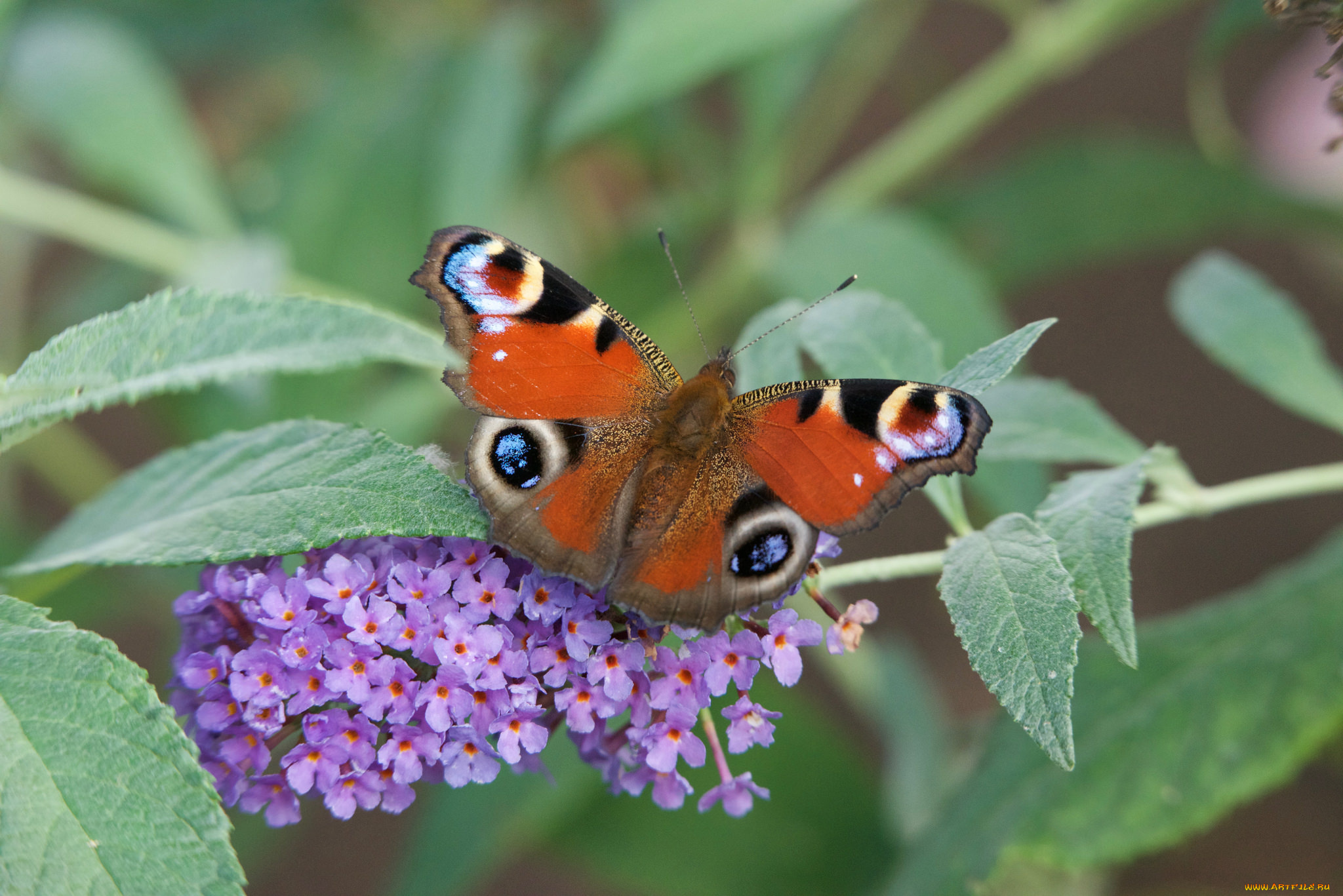 животные, бабочки, , мотыльки, , моли, бабочка