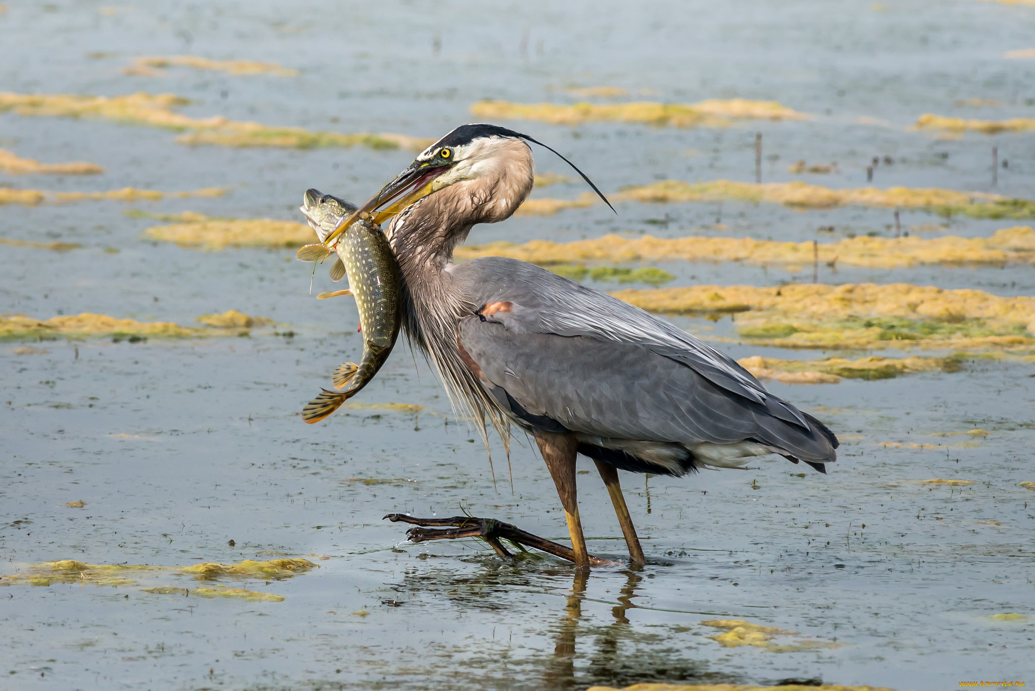 животные, цапли, , выпи, цапля, щука