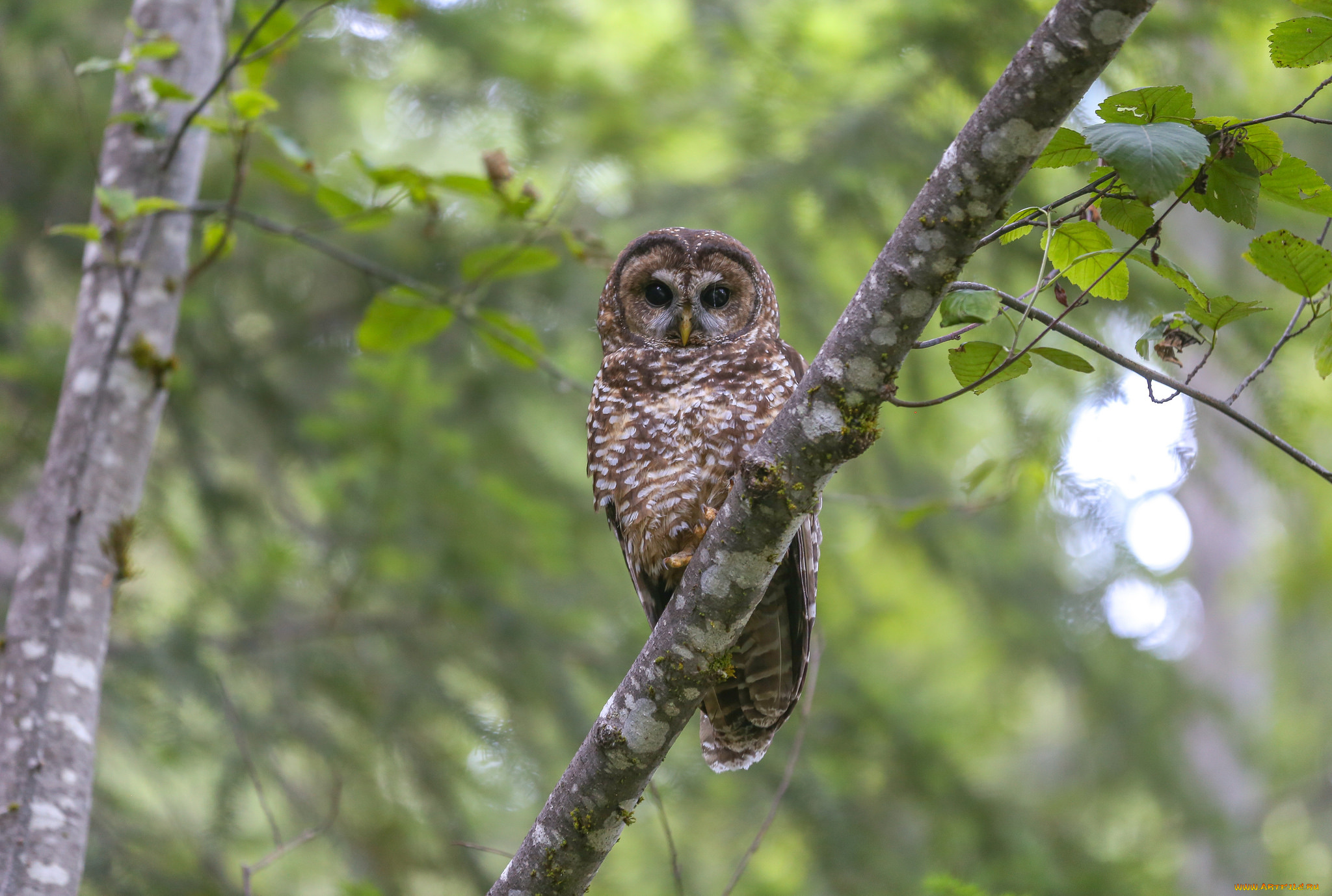 животные, совы, сова