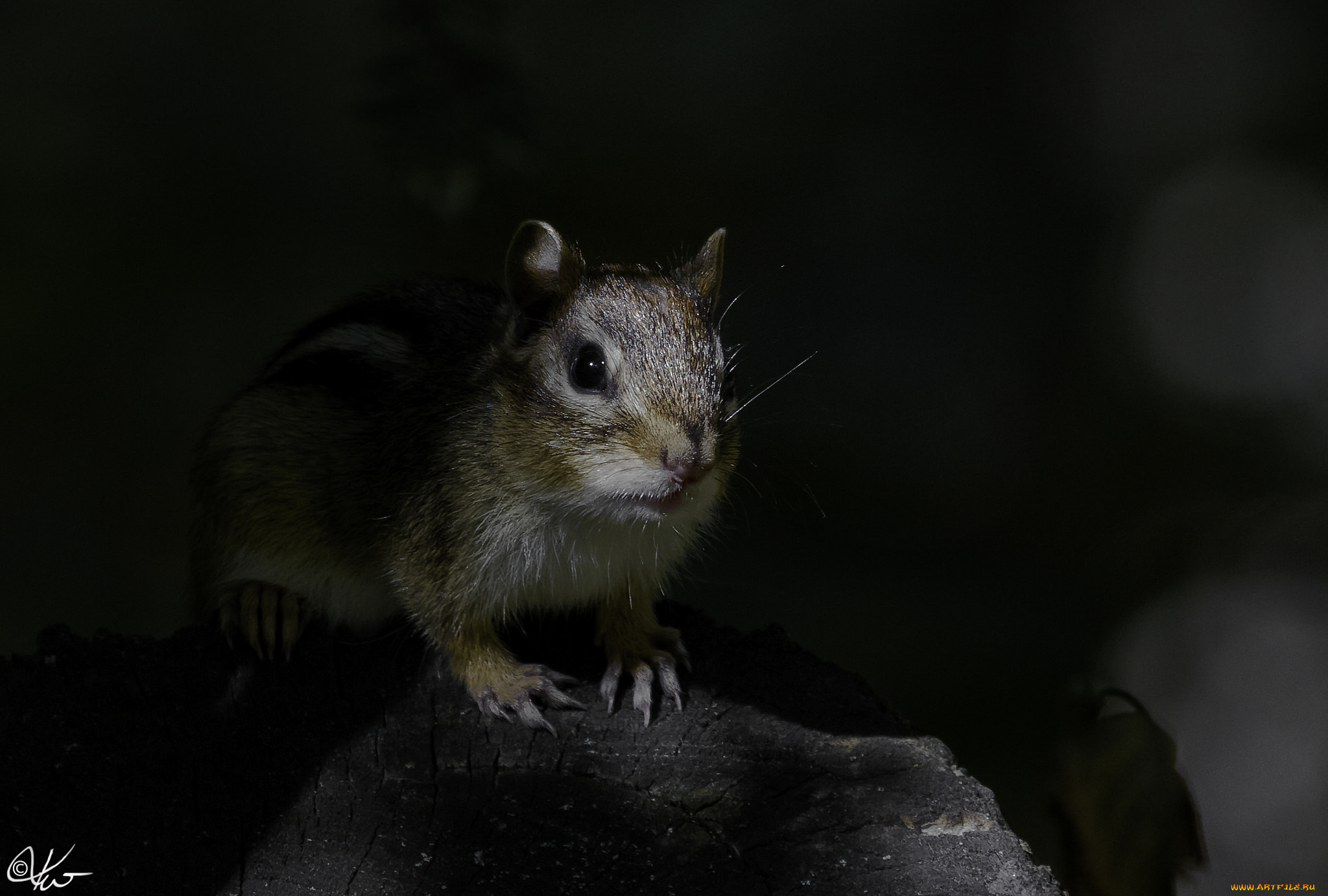животные, бурундуки, бурундук
