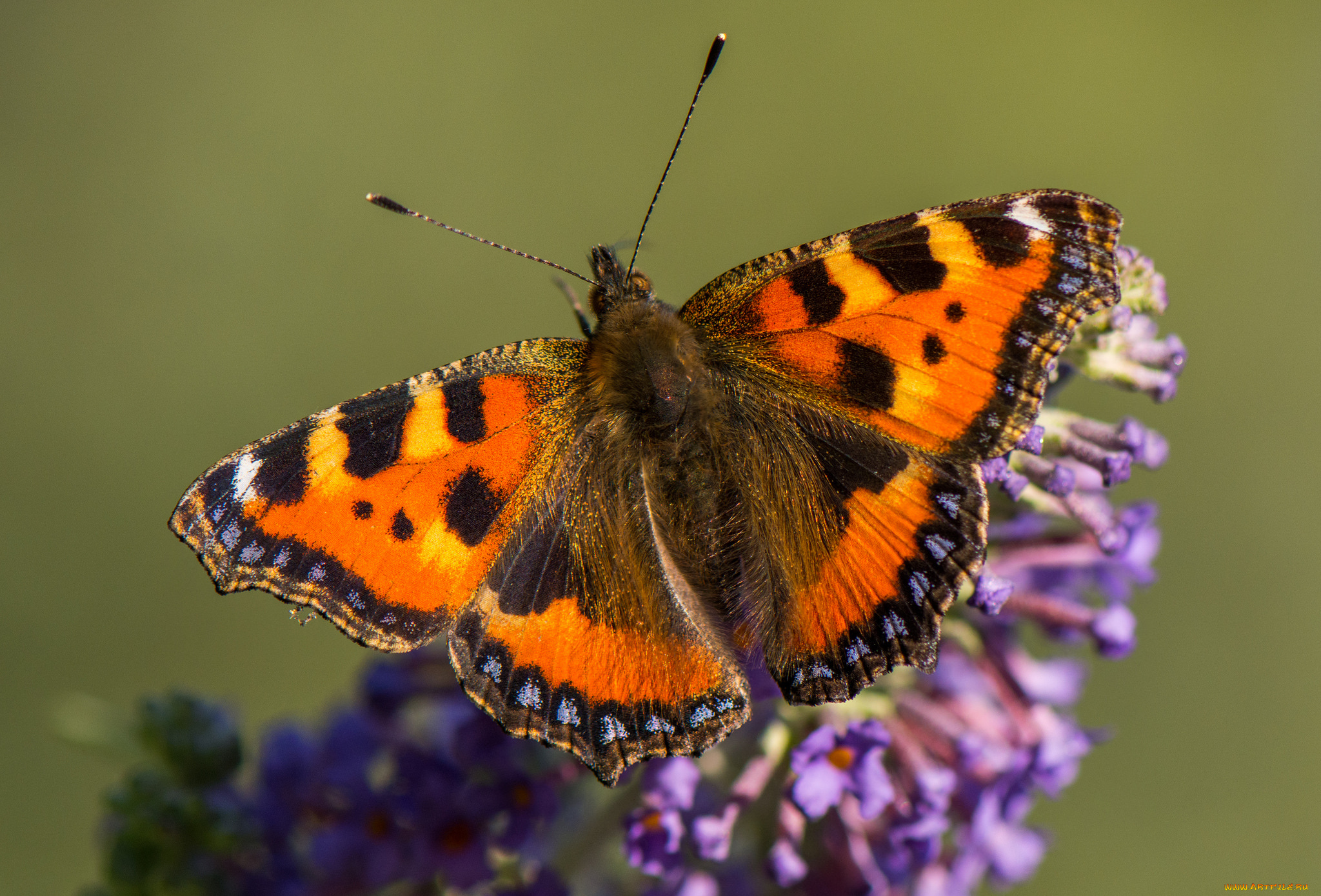 животные, бабочки, , мотыльки, , моли, бабочка