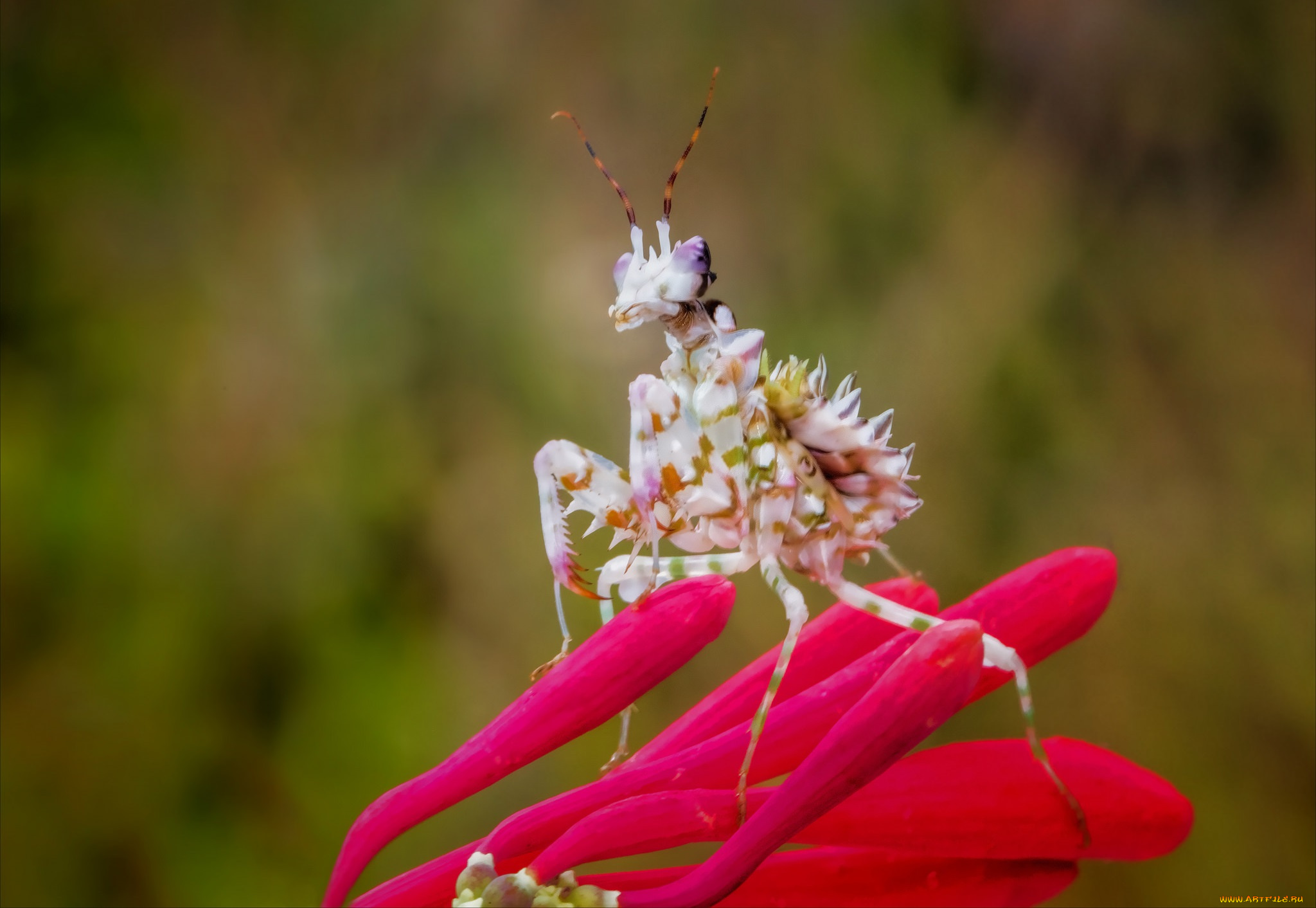 животные, богомолы, богомол