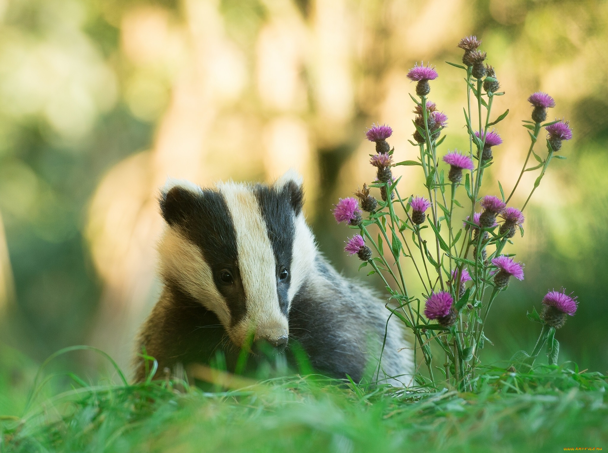животные, барсуки, барсук, серпуха, трава, боке