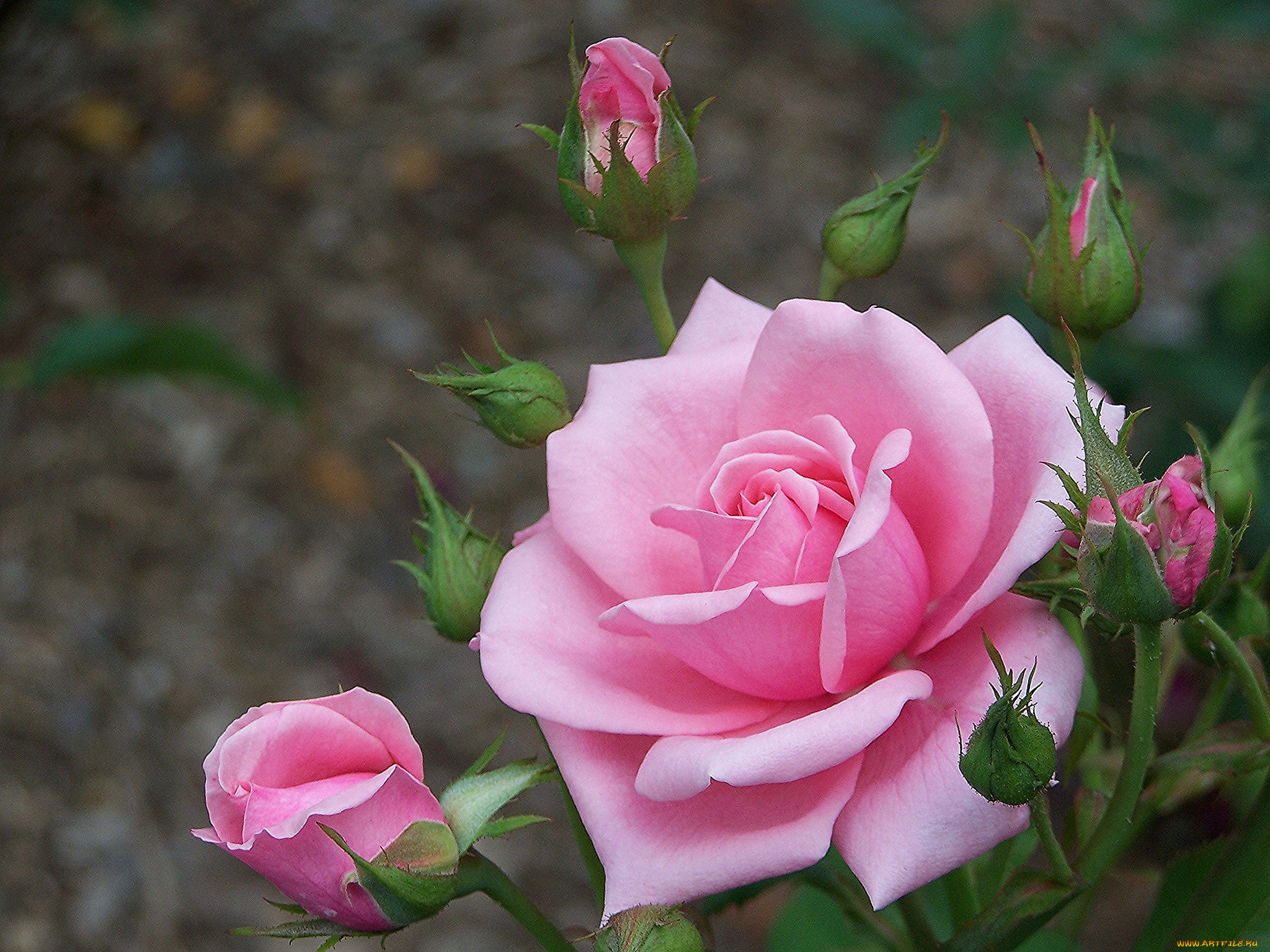 цветы, розы, фон, роза, бутоны