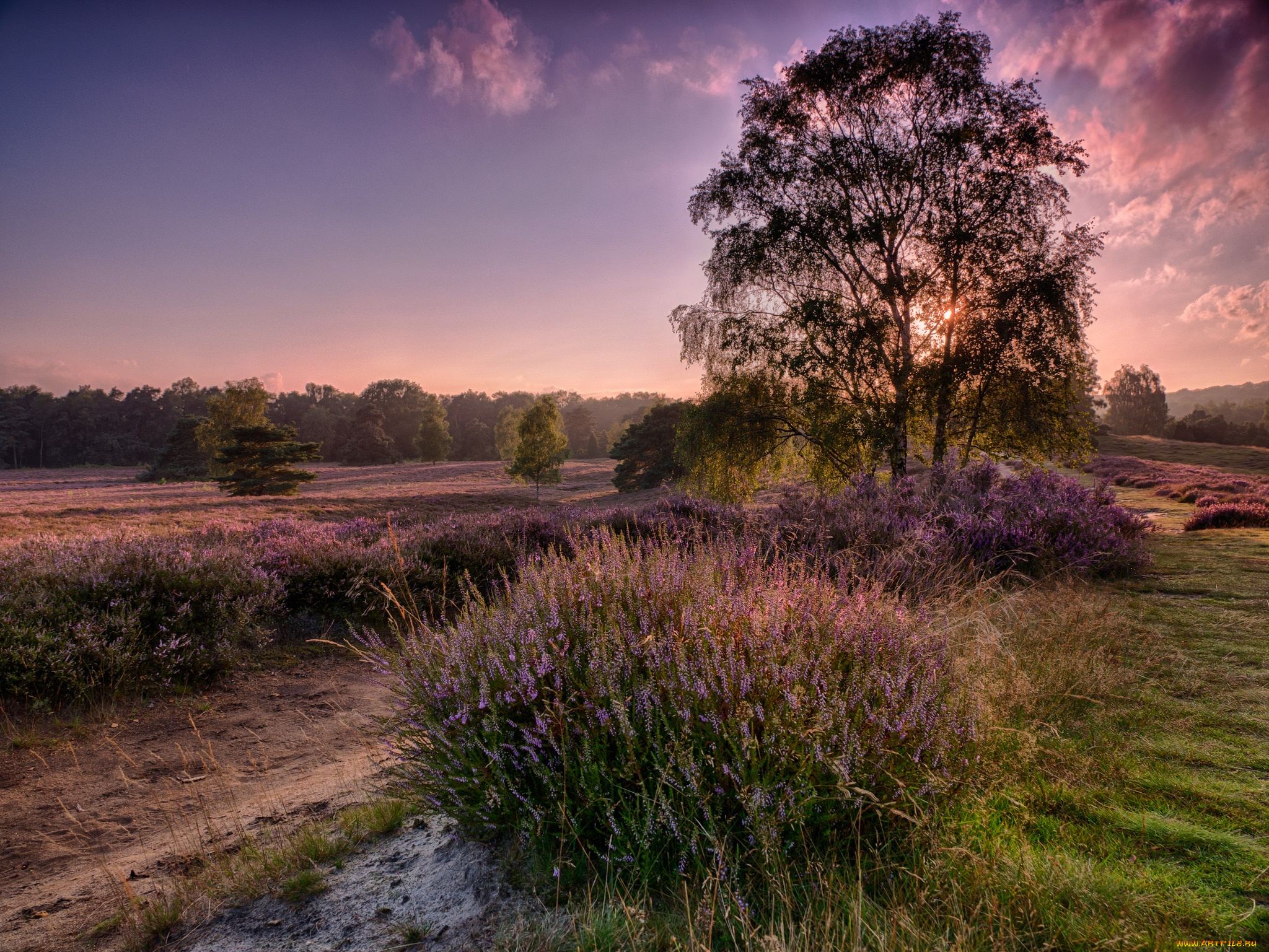 природа, восходы, закаты, деревья