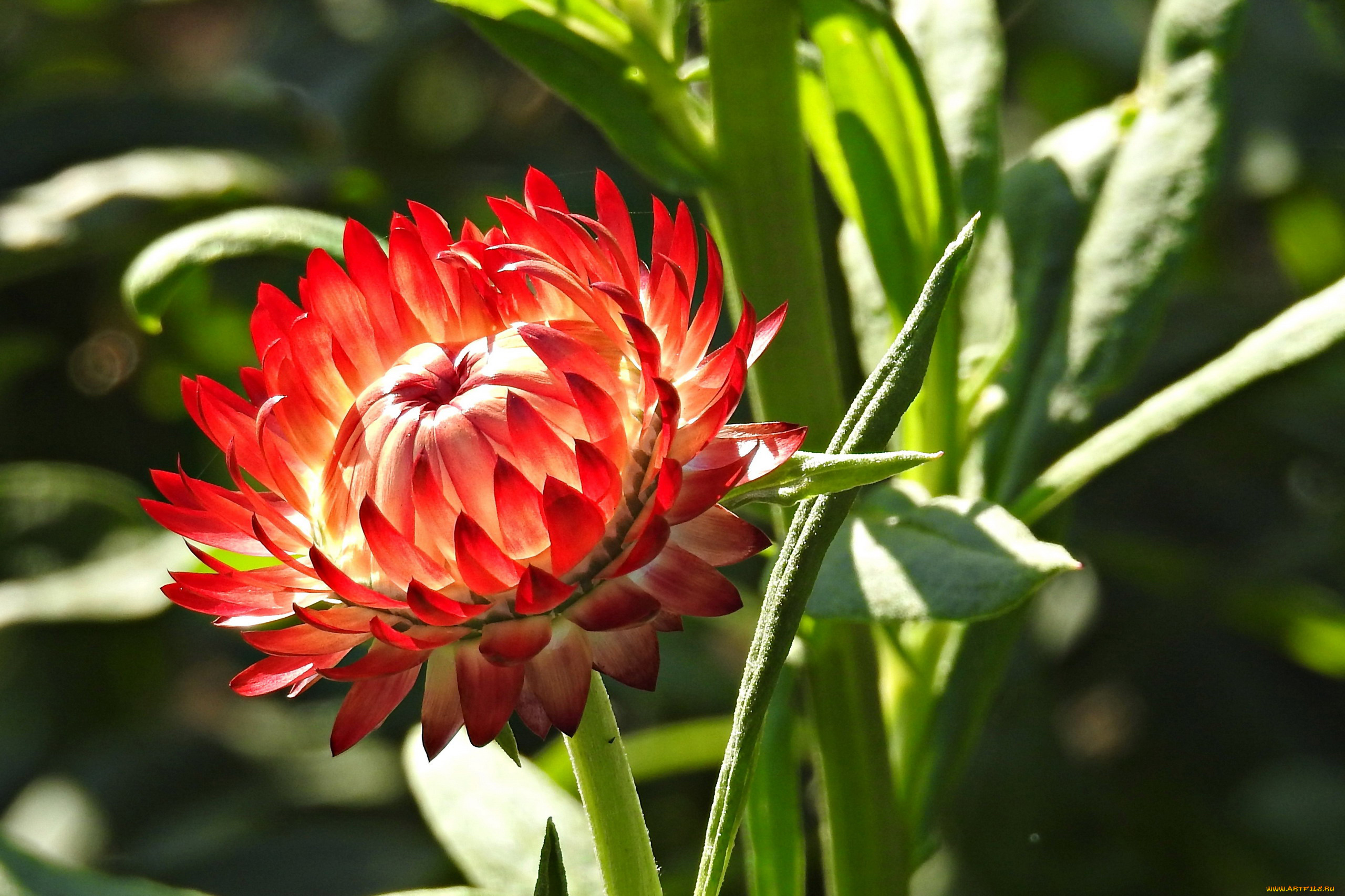 цветы, бессмертник, макро