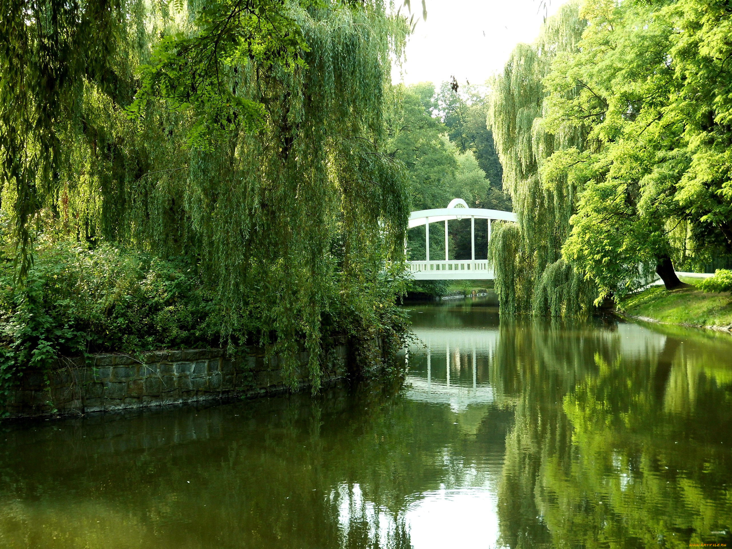природа, парк, ивы, водоем, мостик