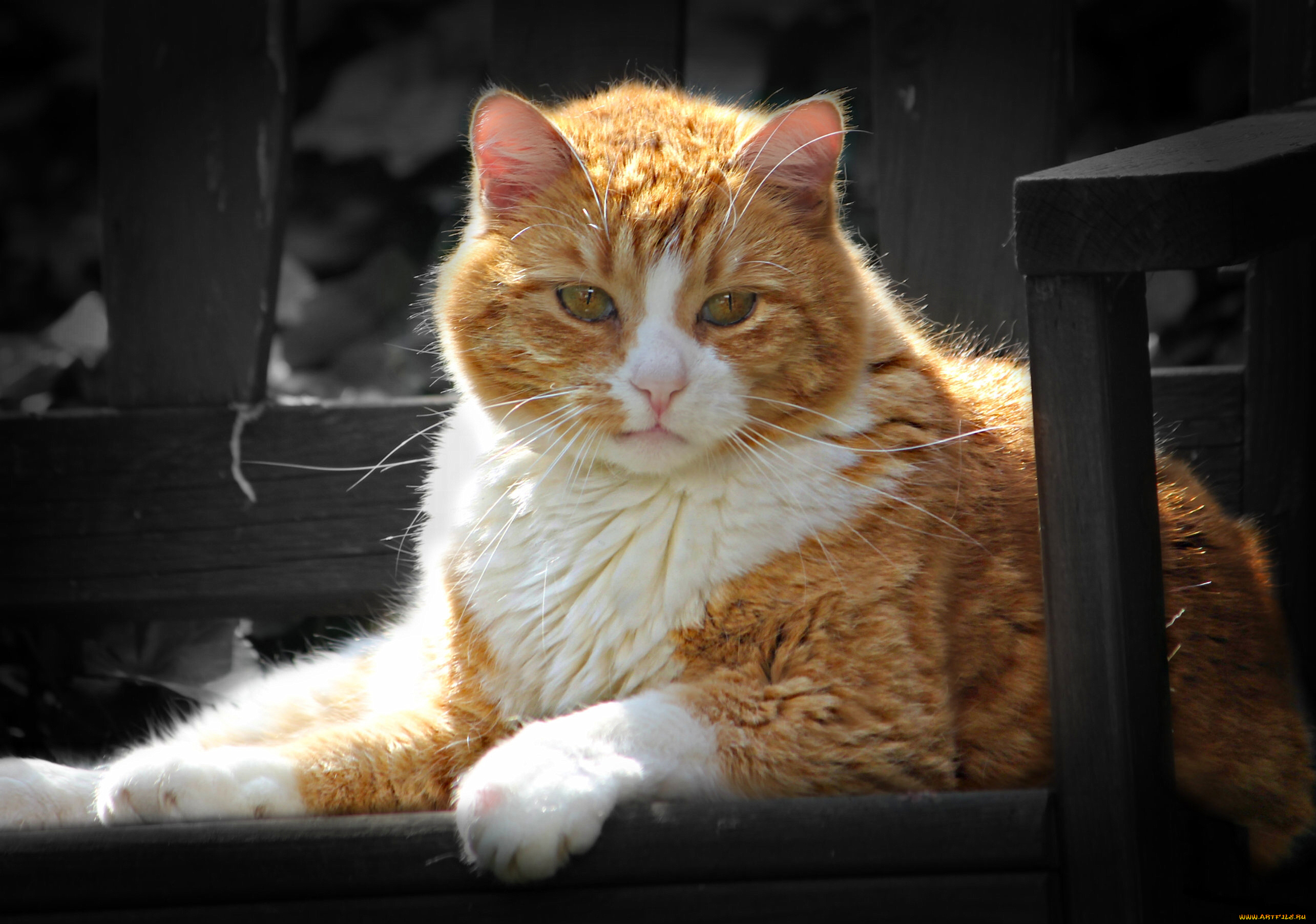 животные, коты, выжный, кот, котофей, котэ