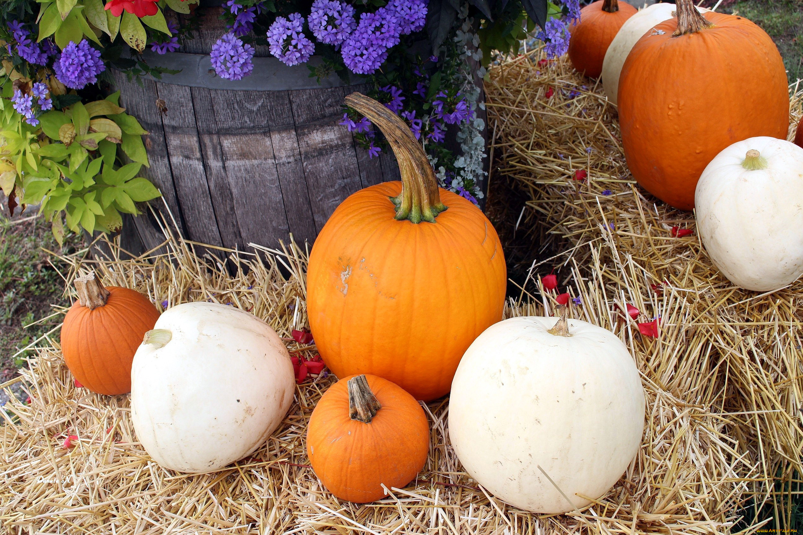 еда, тыква, цветы, белые, оранжевые, тыквы, солома