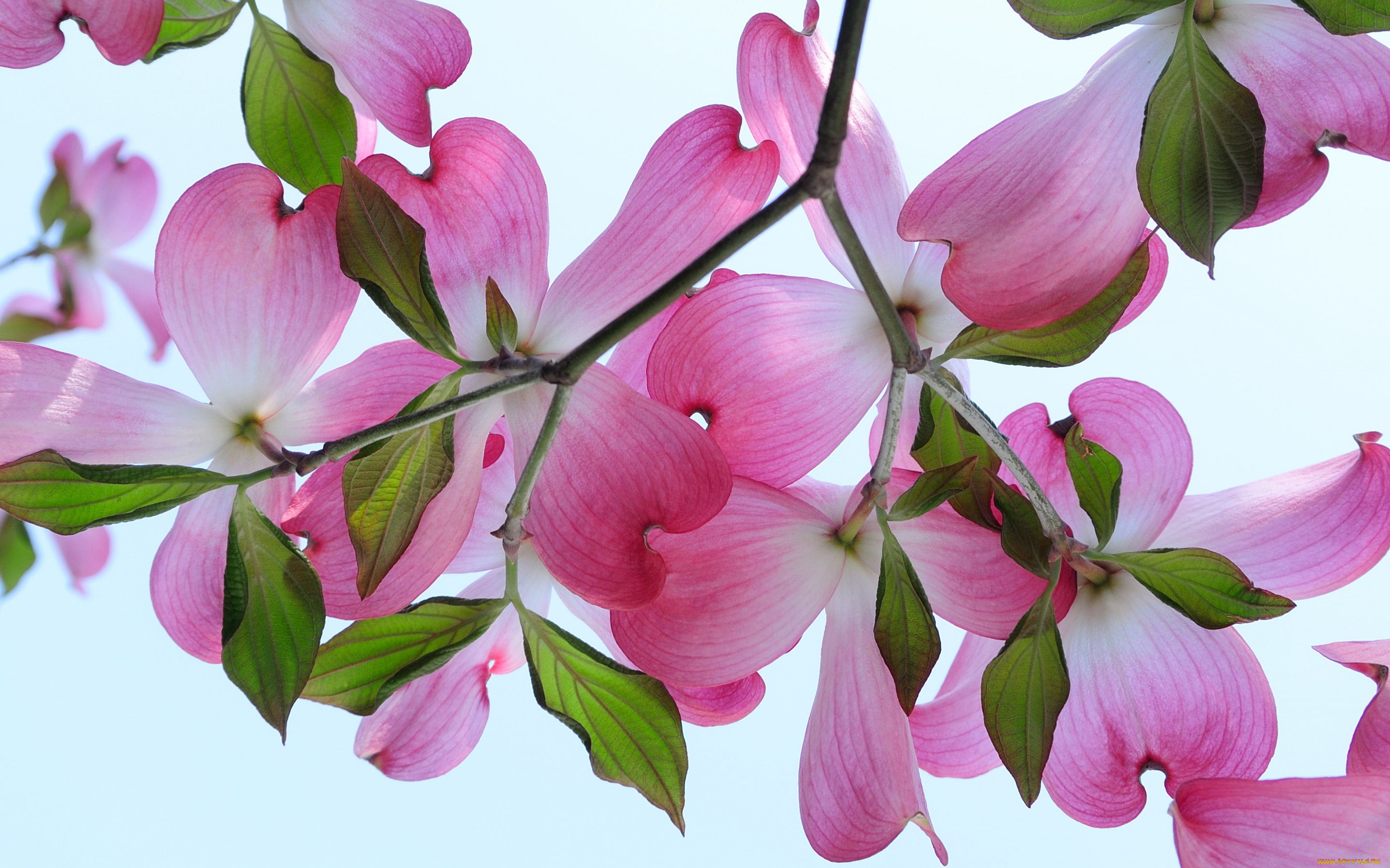 цветы, кизил, цветки, лепестки, ветки, макро, цветение