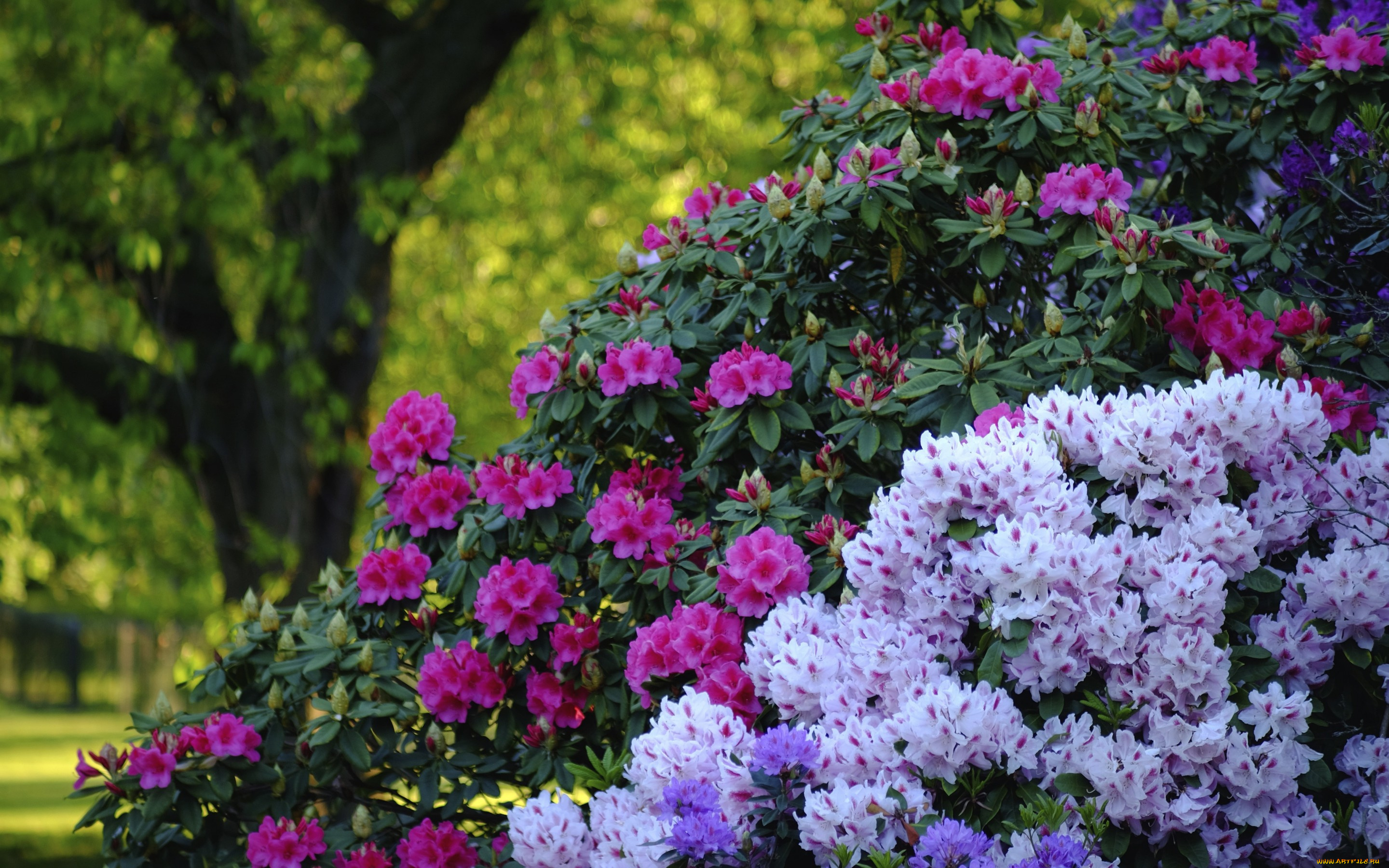 цветы, рододендроны, , азалии, кусты, рододендроны
